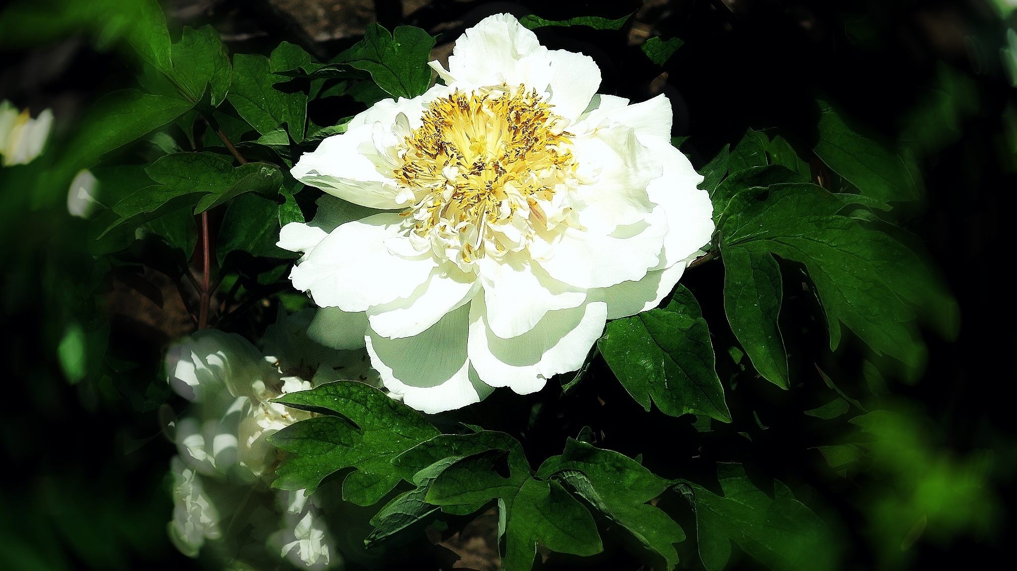 然而是时候自知绽放,管你热冷风雨,牡丹也是花儿的性情中花:国色天香