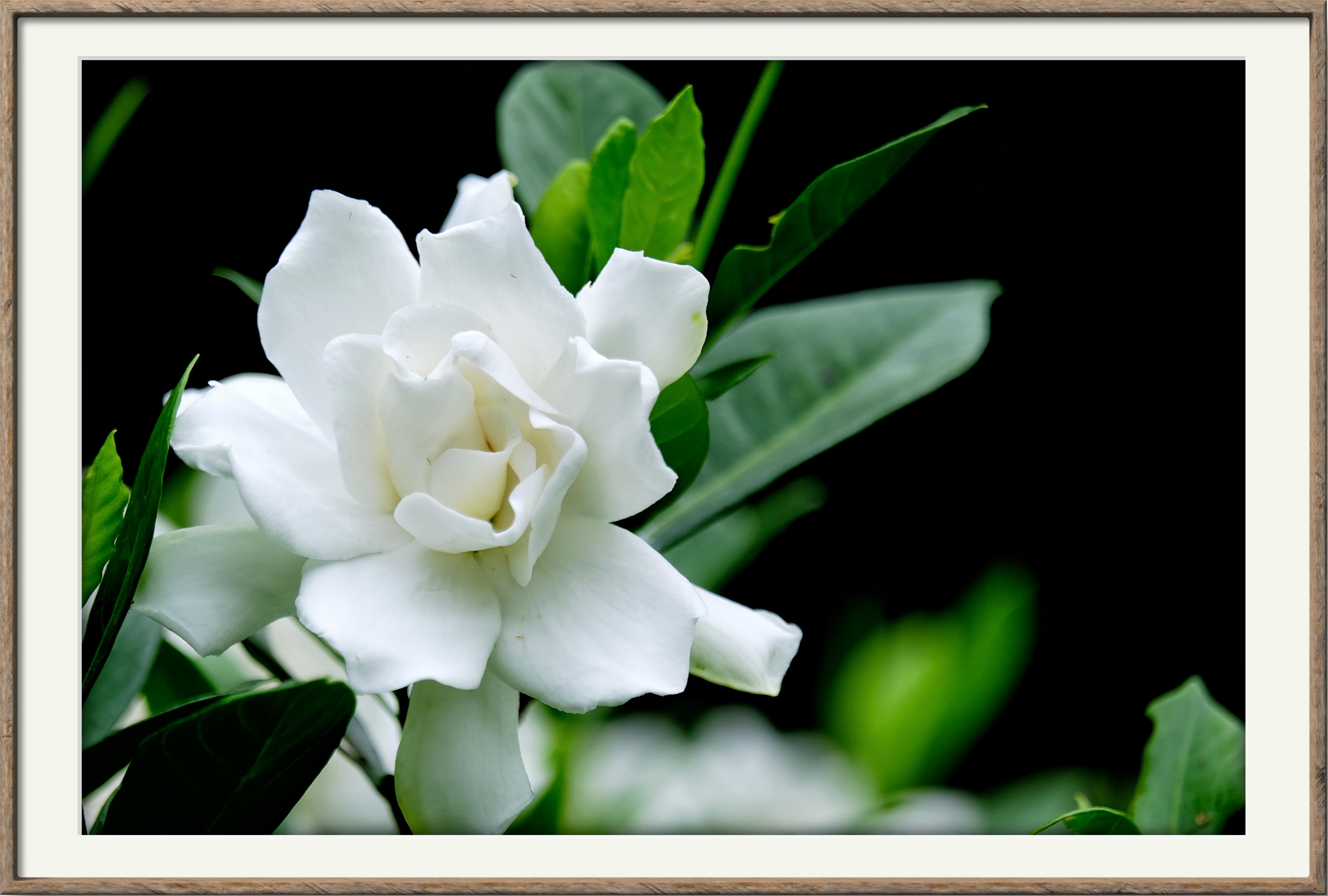 栀子花开(9)【vv首发】