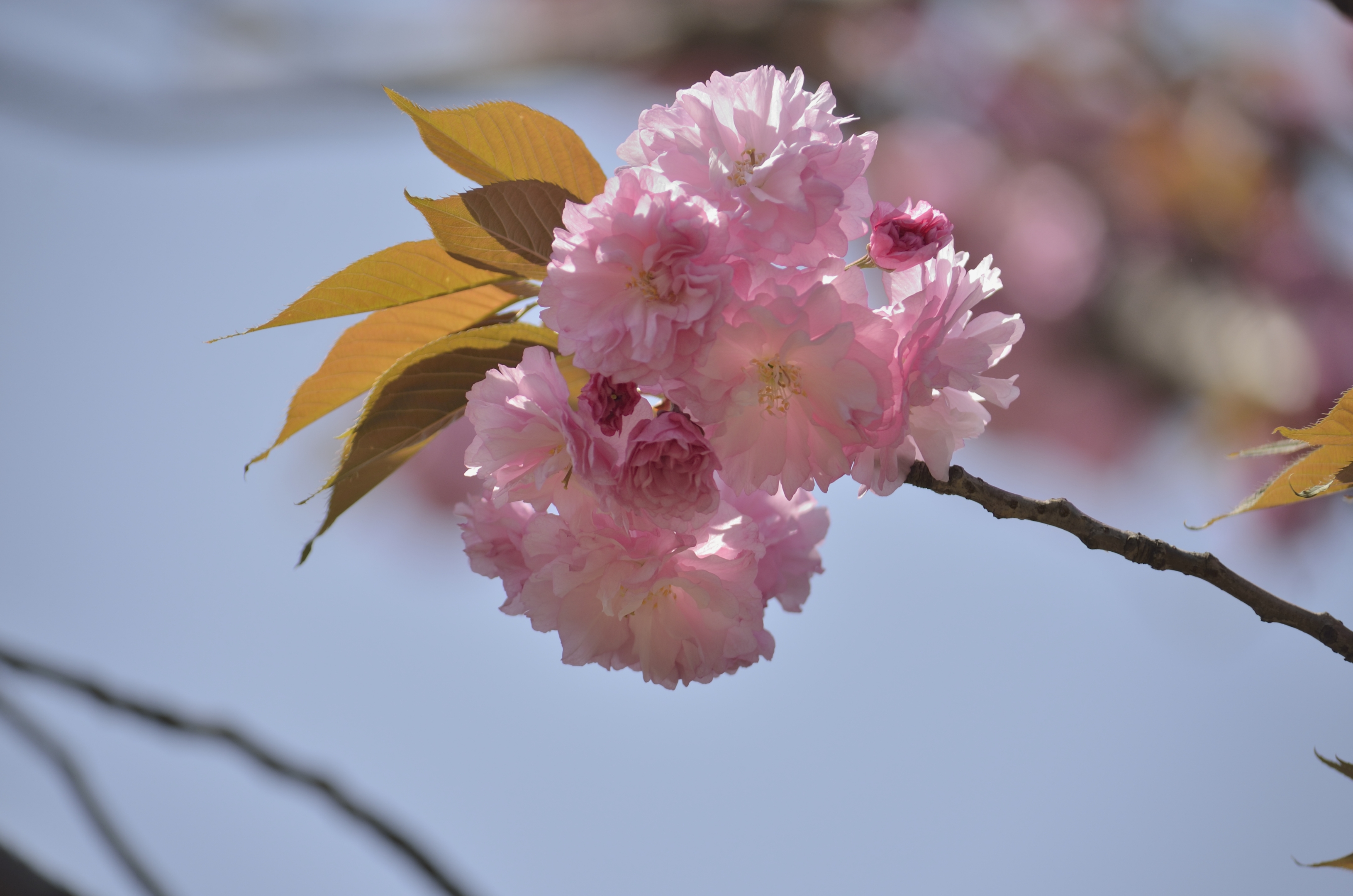 樱花系列一福禄寿樱花(首发)