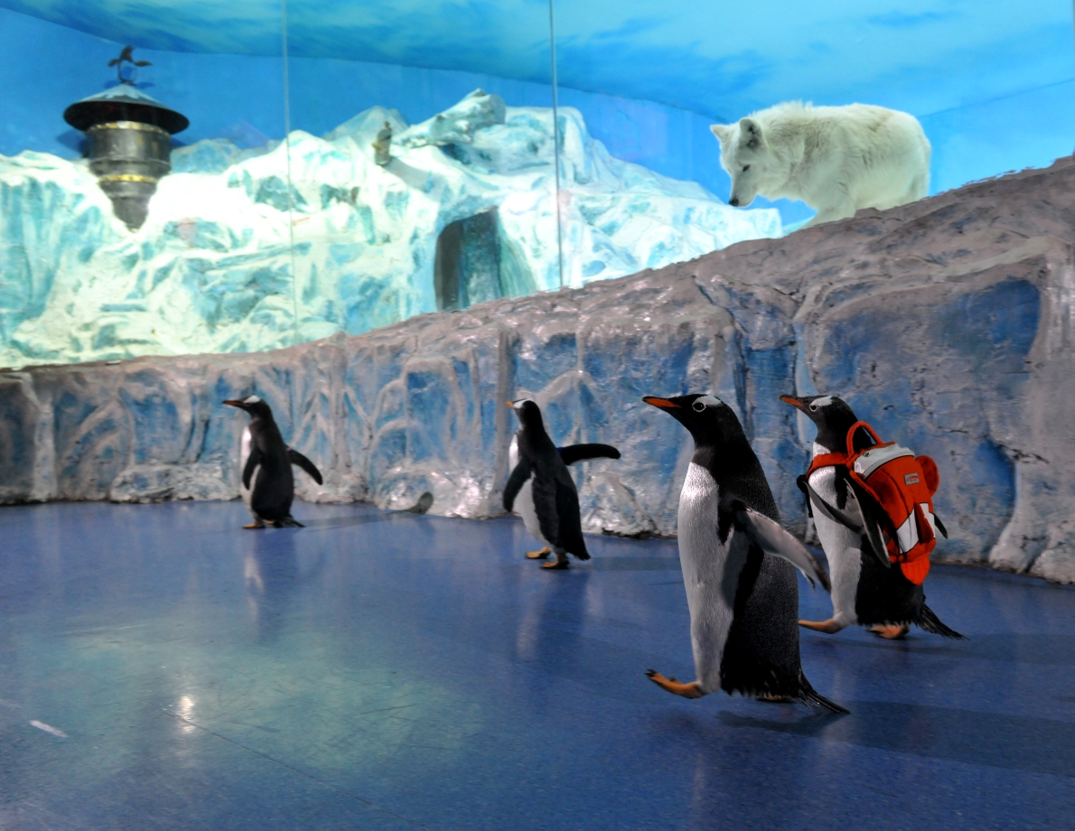 哈尔滨极地馆世界著名极地动物大咖秀