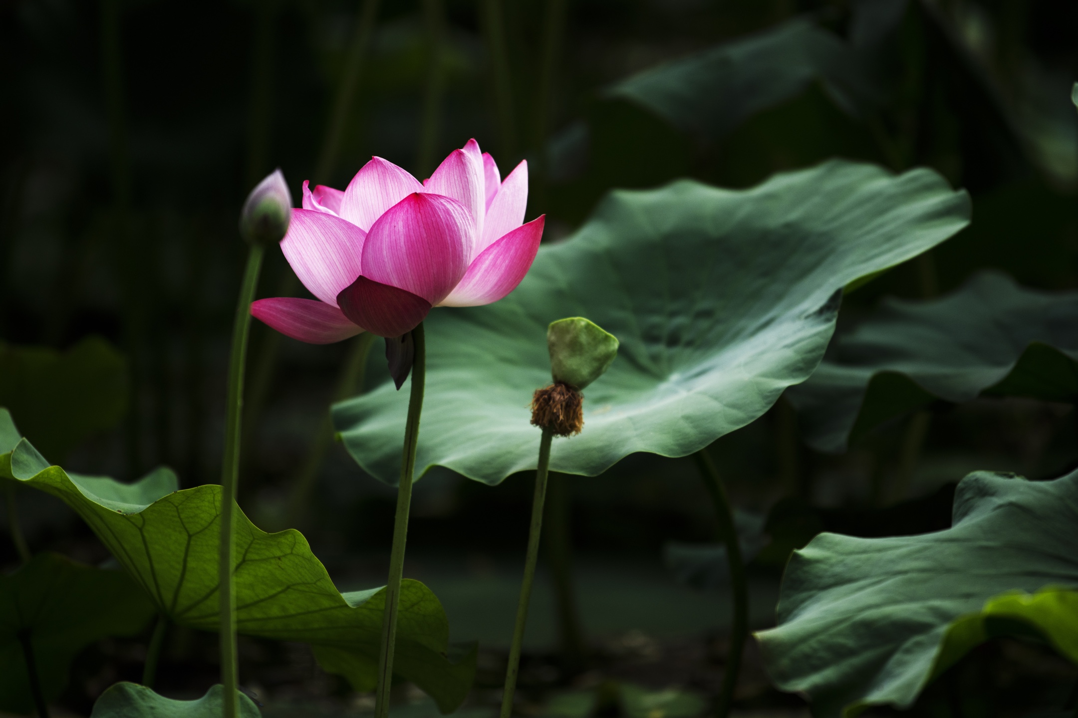 一年一度荷花开花开富贵幸福来三