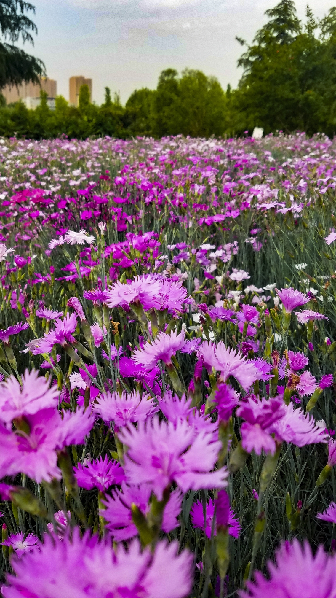 甘棠公園百花齊放爭奇鬥豔