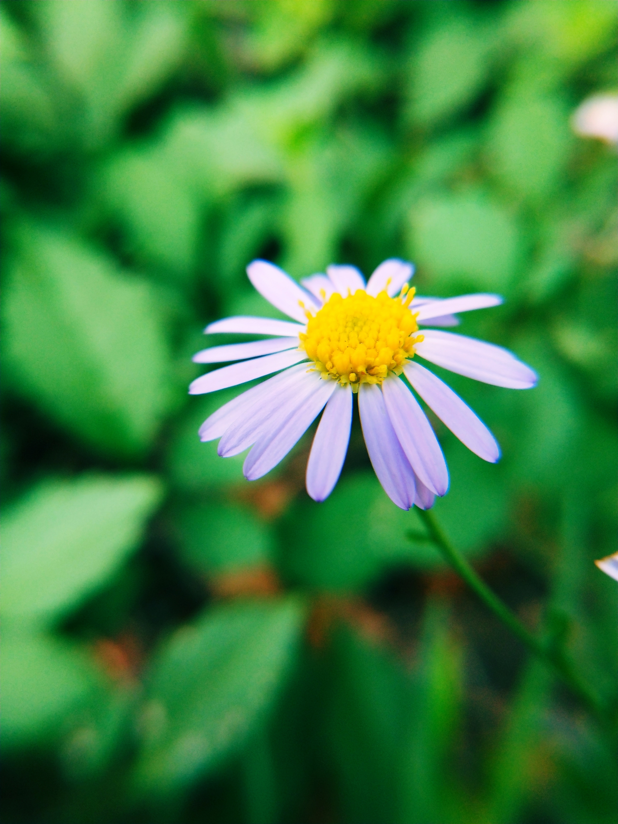 【首发】狗娃花(四)