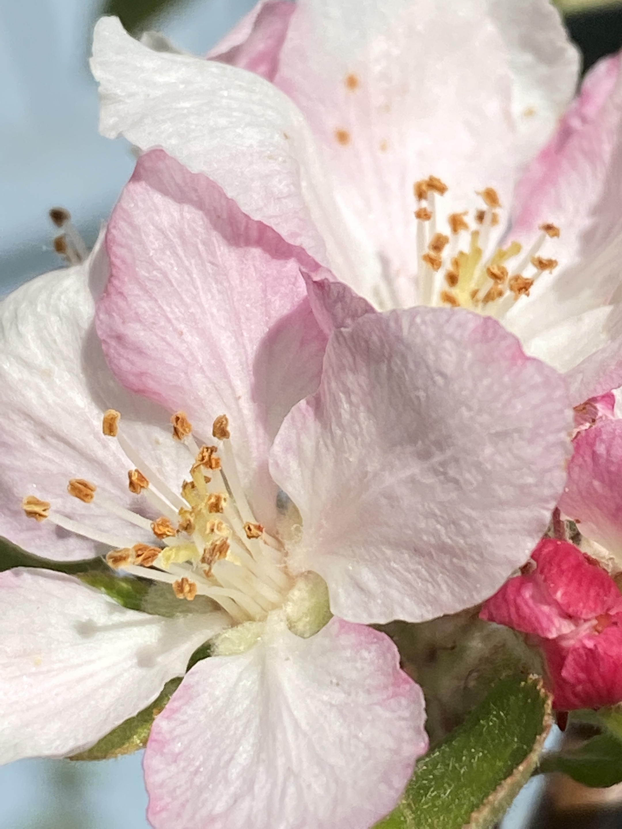 首发 苹果花