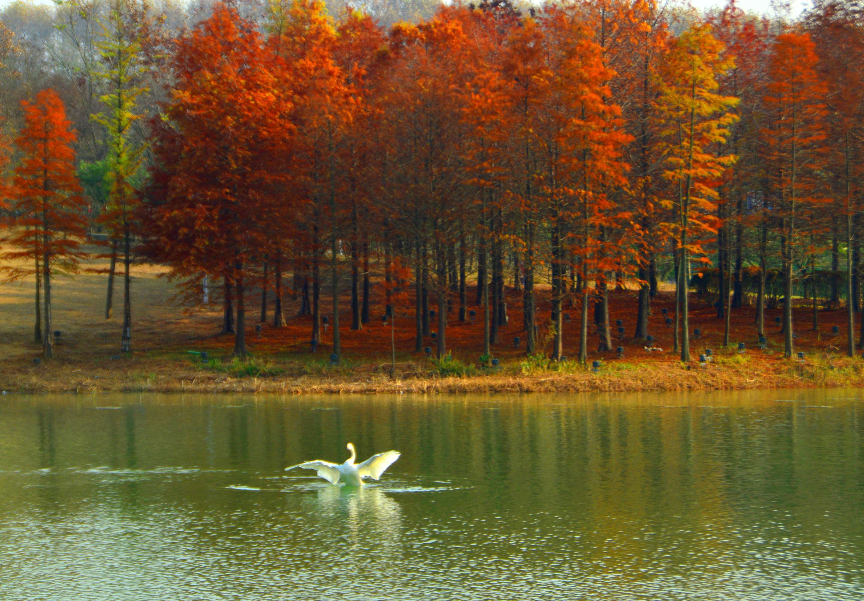 摄影制作:冰圈(网名) 拍摄地点:南京东郊风景区燕雀湖 文字描述:自述