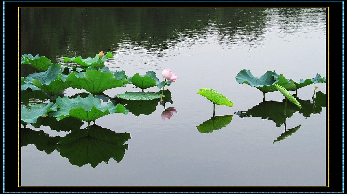 六月又稱季夏,荷月,荔月 江南採蓮,荷葉田田 魚戲蓮葉東,魚戲蓮葉西