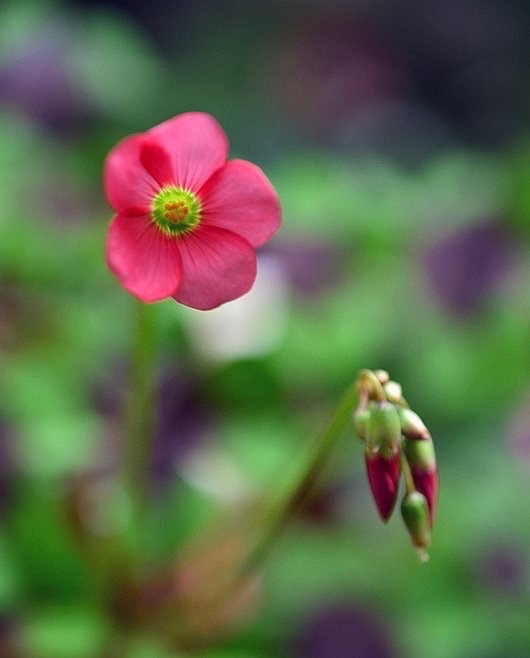 听闻要折尽翎羽才能傲世清孤 而你正是那一只蜕变的龙驹凤雏 三千烈焰