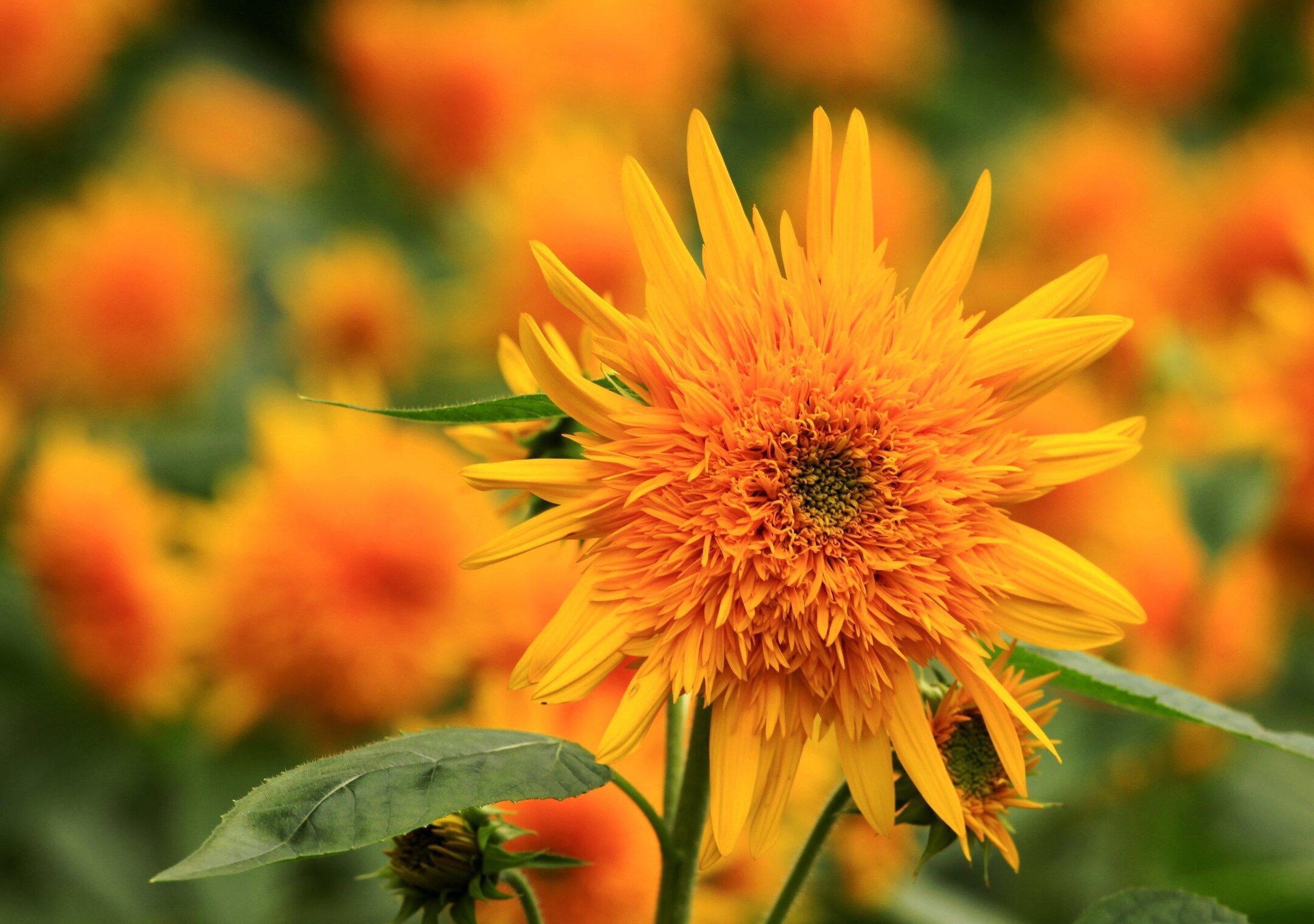 【首发】千瓣葵