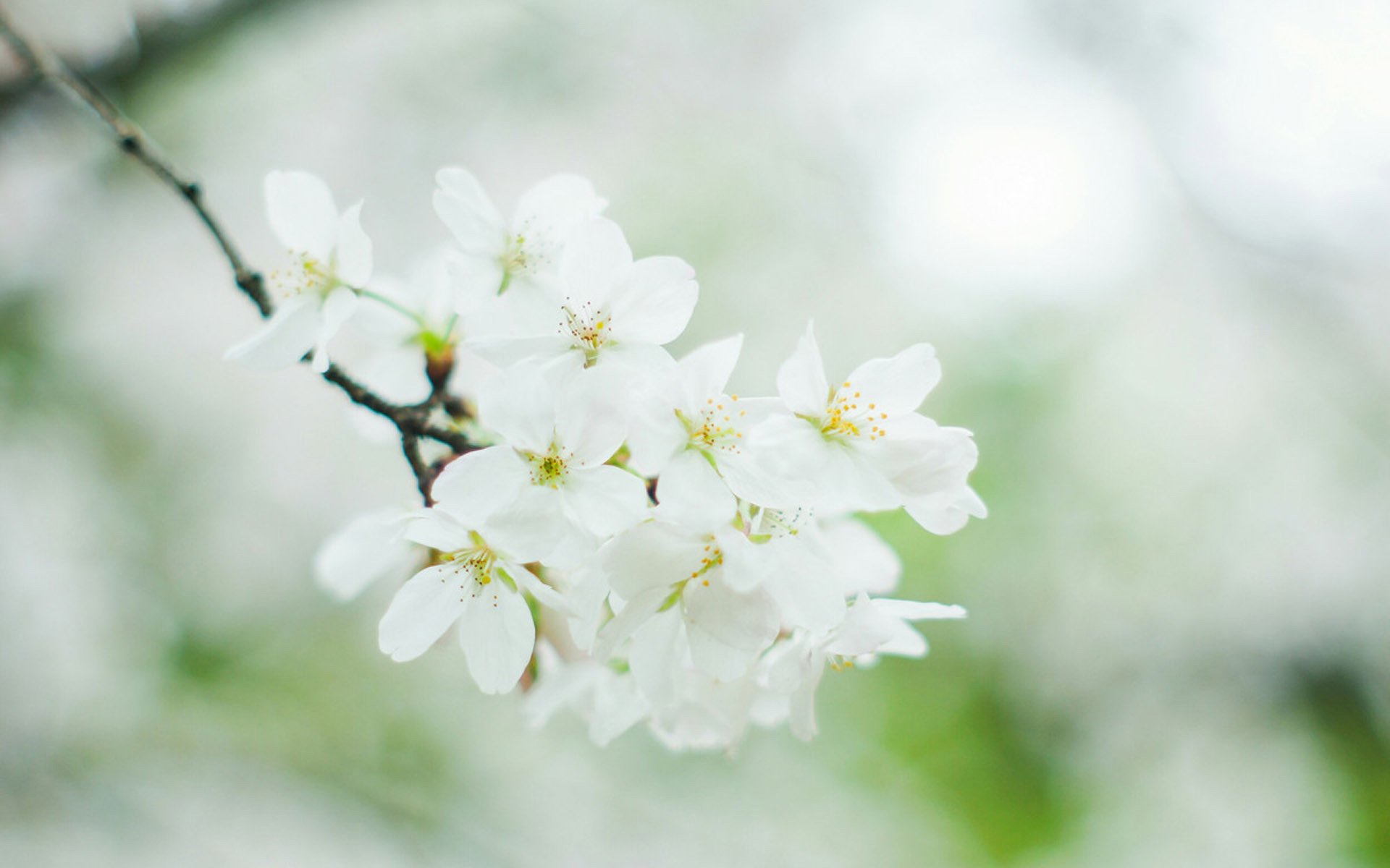 梨花飛情人淚