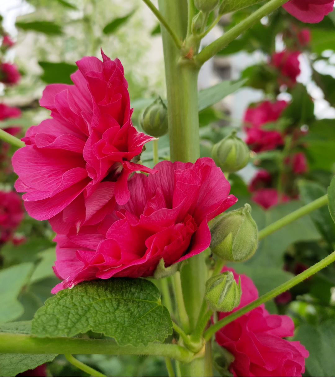 棋盘花【首发】