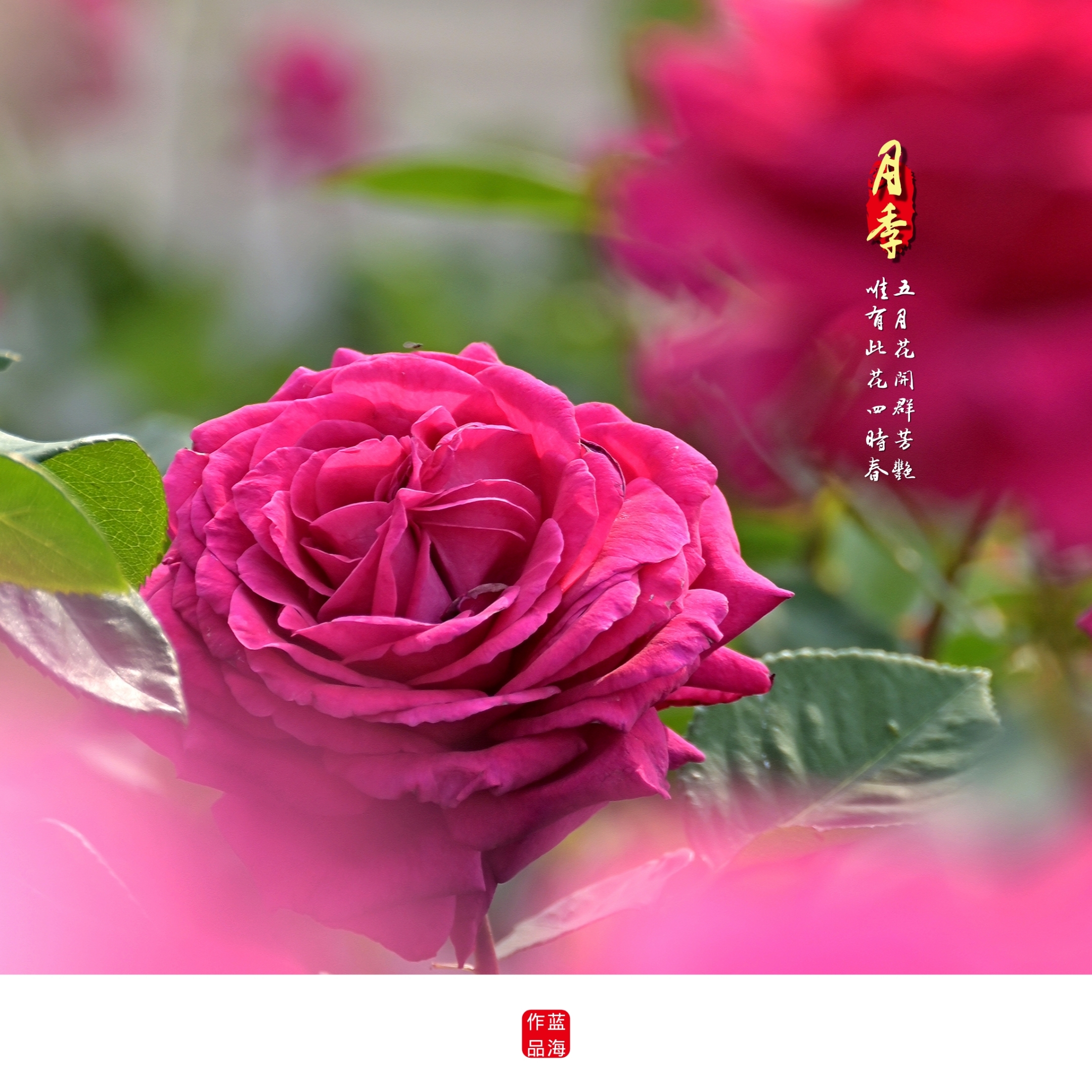 一棵棵月季花开的嫣然.