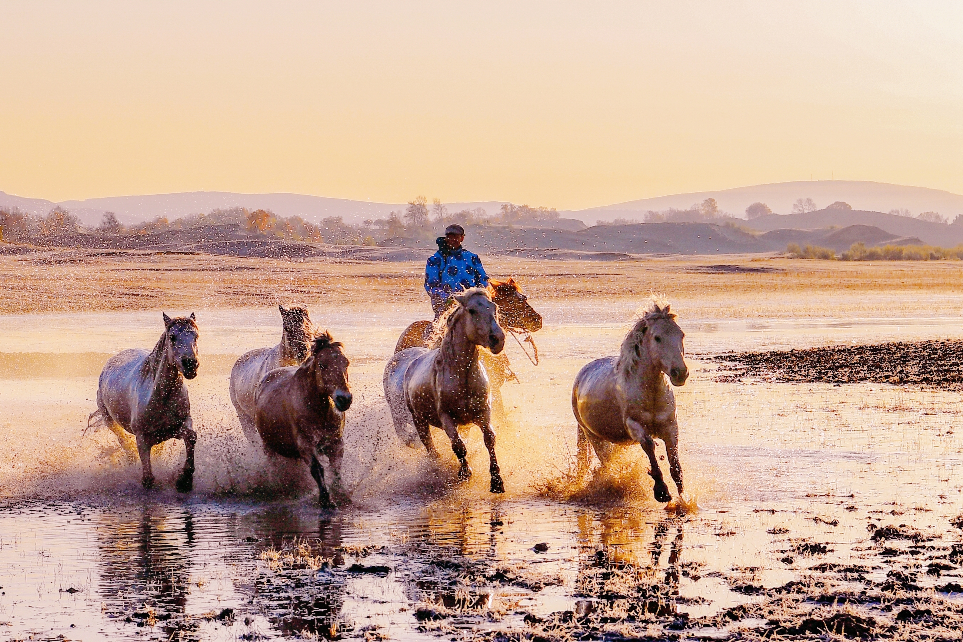 骏马奔腾浴朝阳
