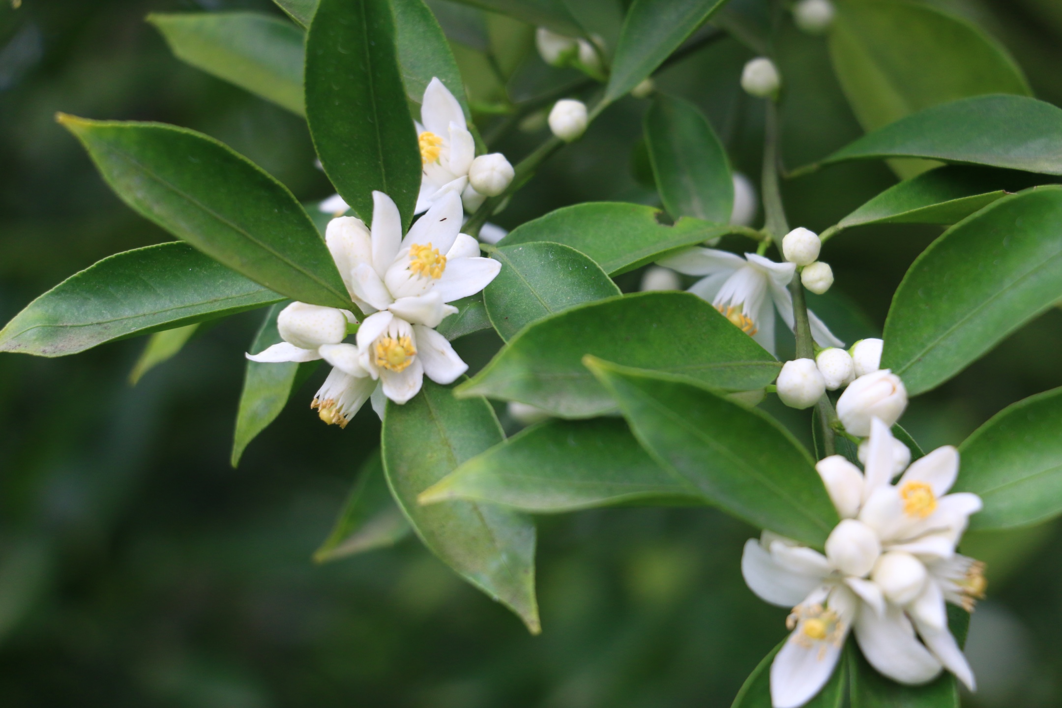 柑花还是优质的蜜源.