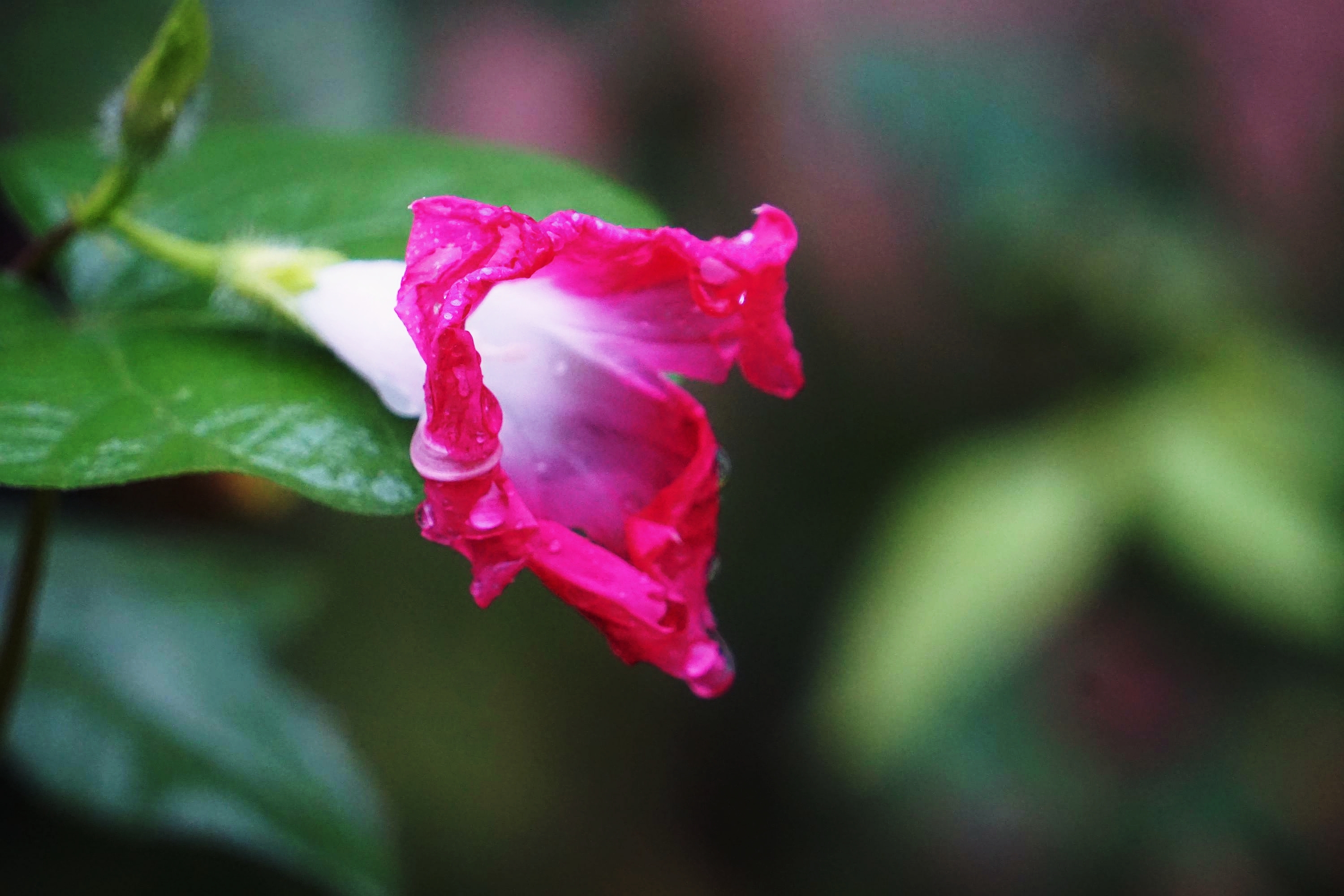 秋雨中就要凋谢的牵牛花