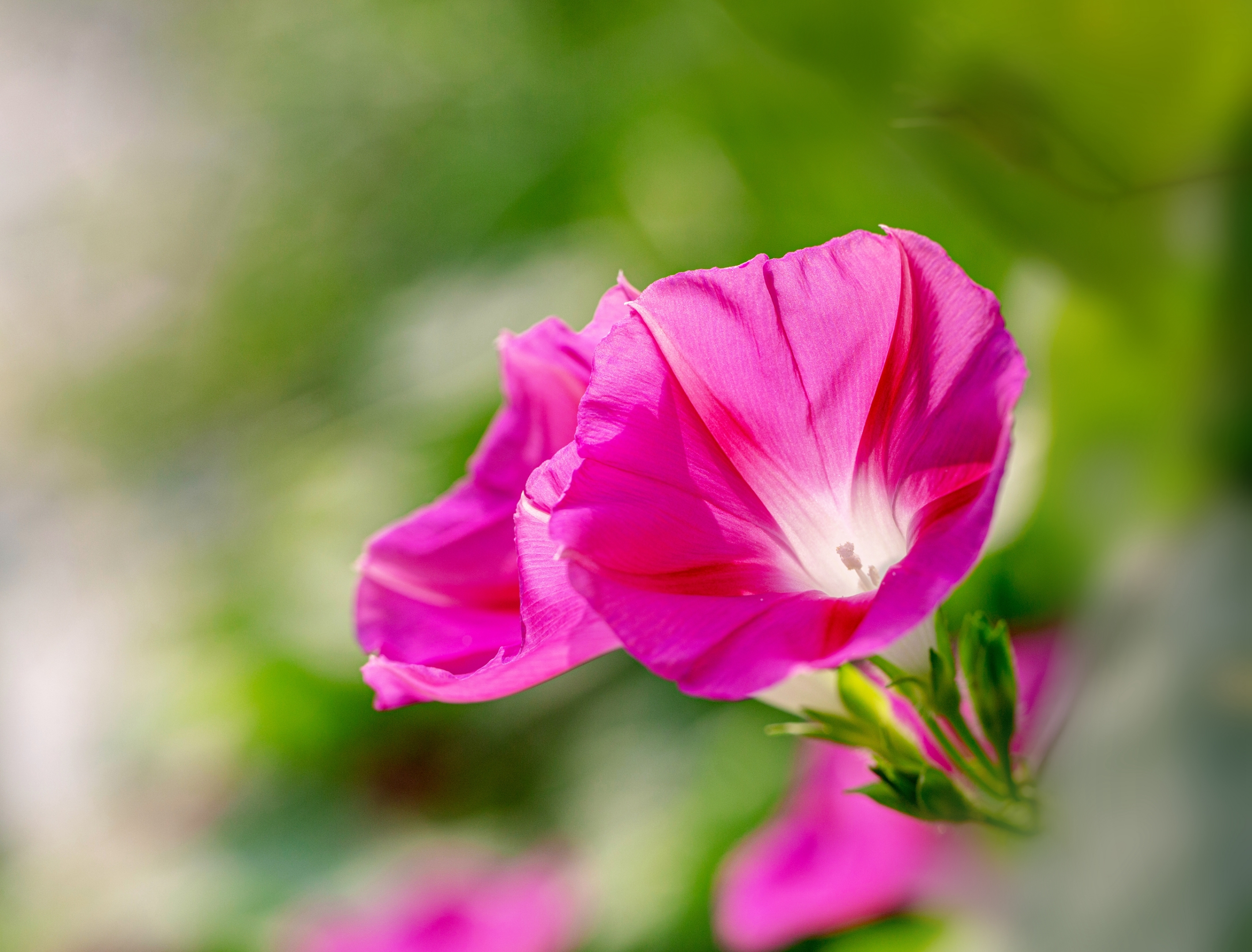 【vv首发】喇叭花开