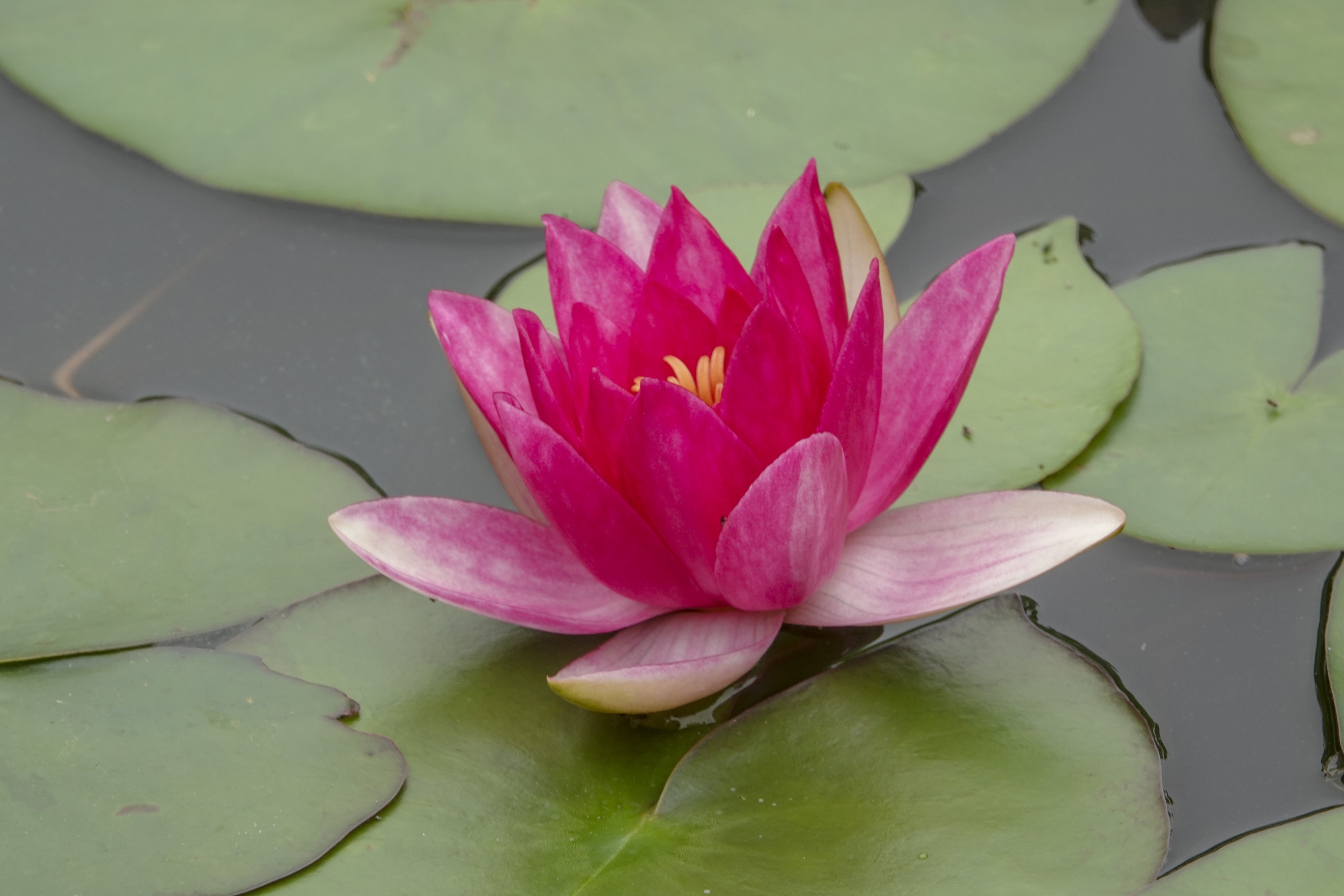 【首发】五彩莲花(五)