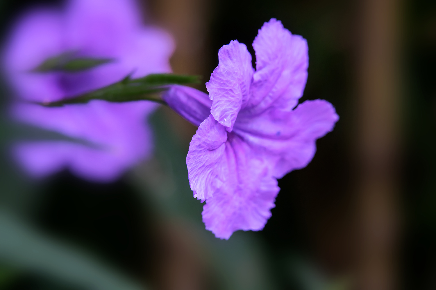 兰花草与蓝花草图片