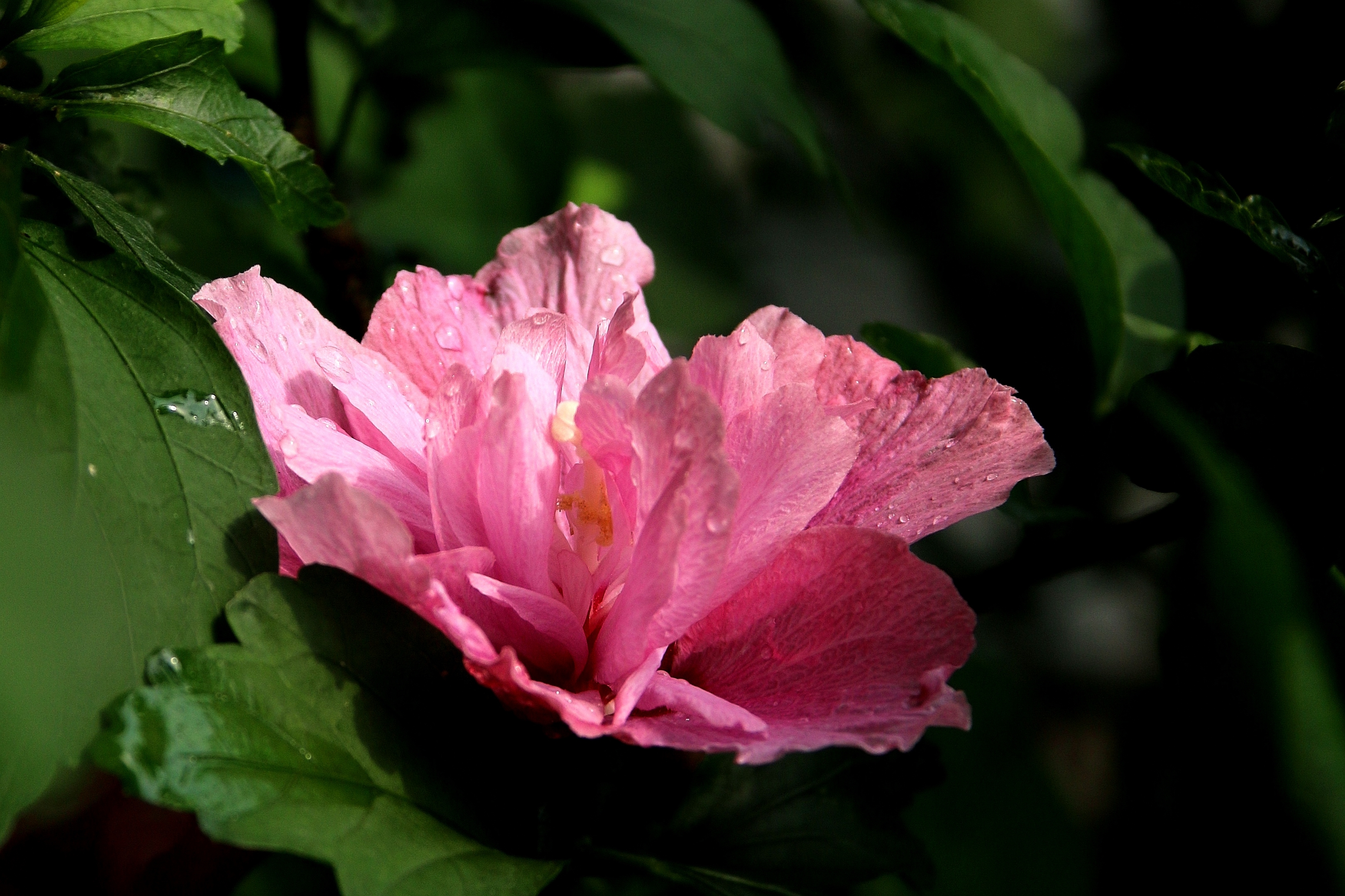 【首发】雨后娇艳的重瓣木槿花