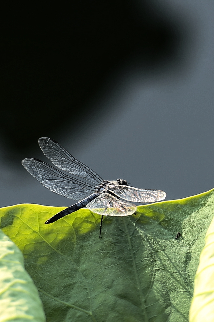 莲蓬上的蜻蜓《首发》