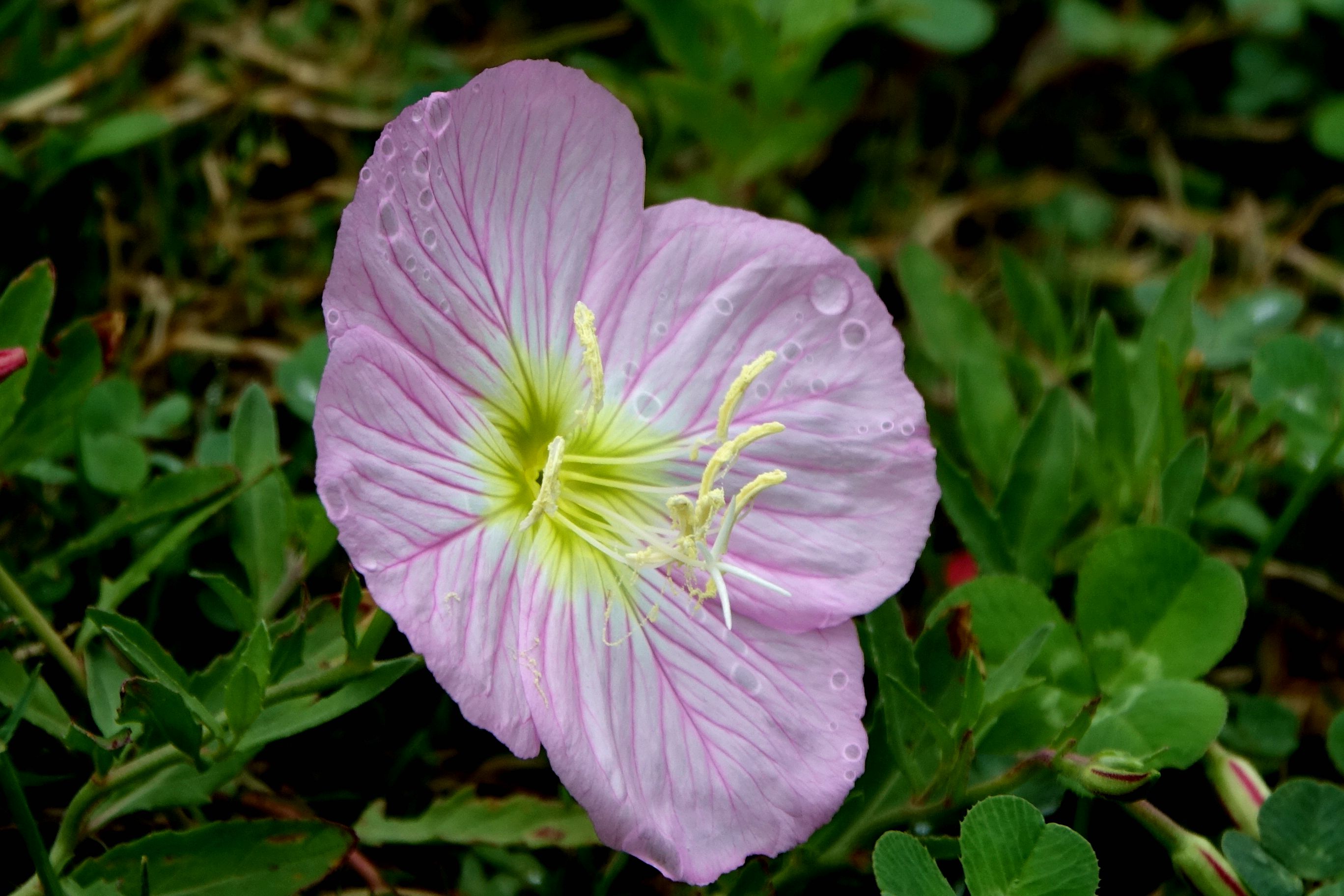 牵牛花草丛中很是闪灵光.