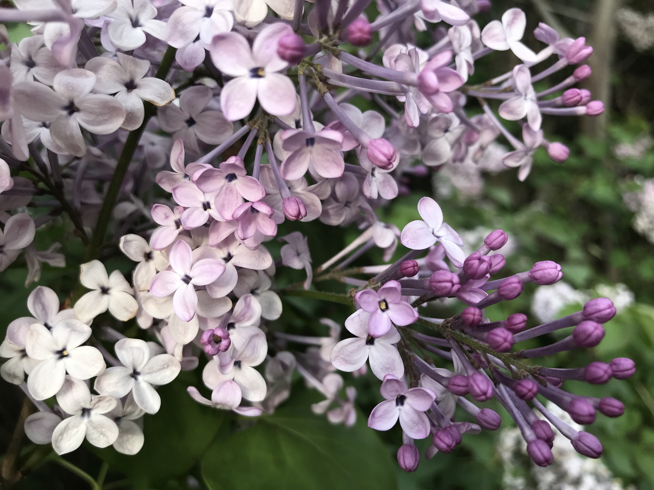 紫丁香花開的時候