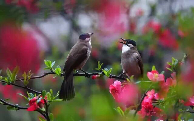 春眠不觉晓处处闻啼鸟