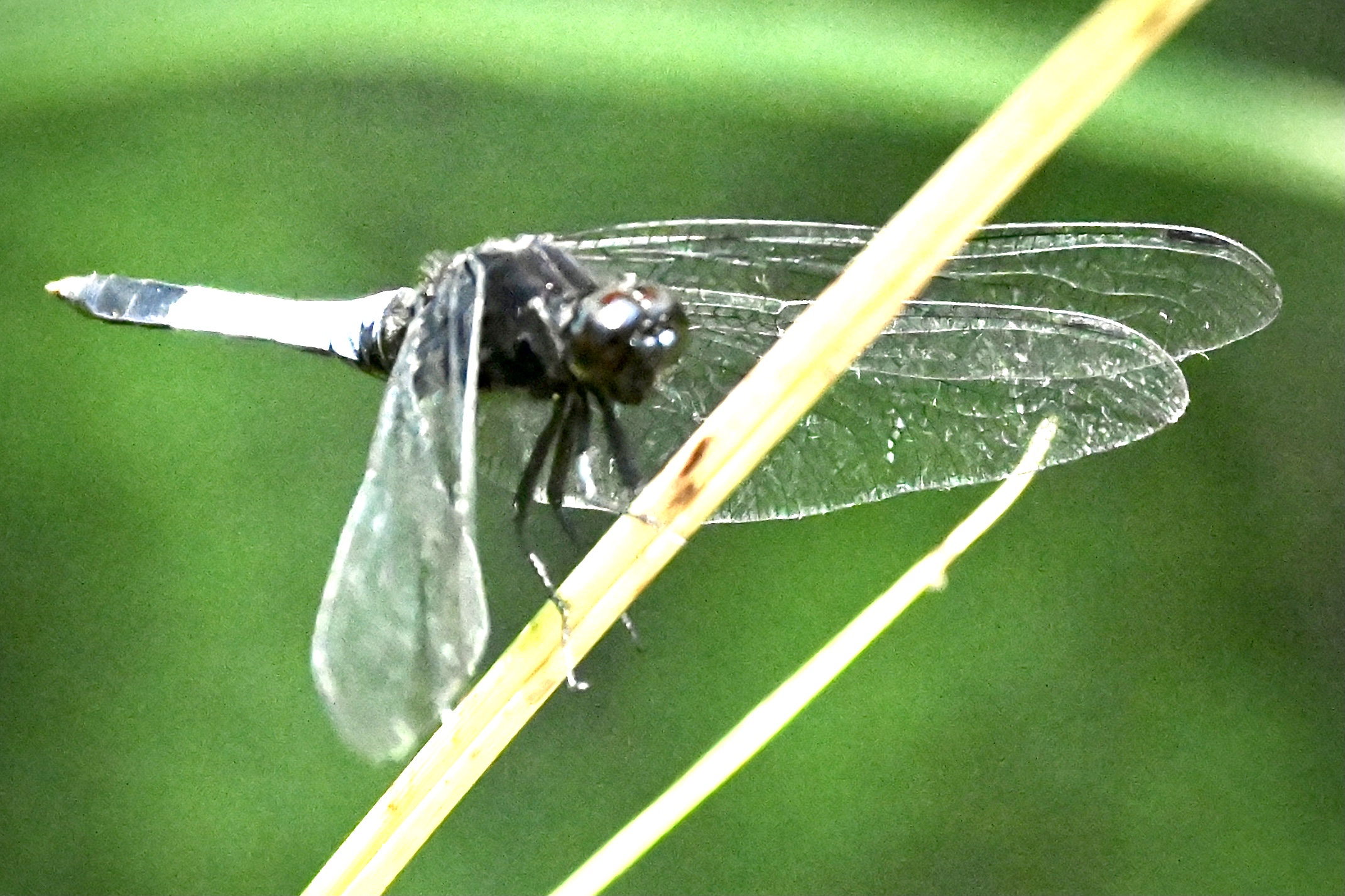 异色灰蜻～～～鼎脉蜻蜓〔首发