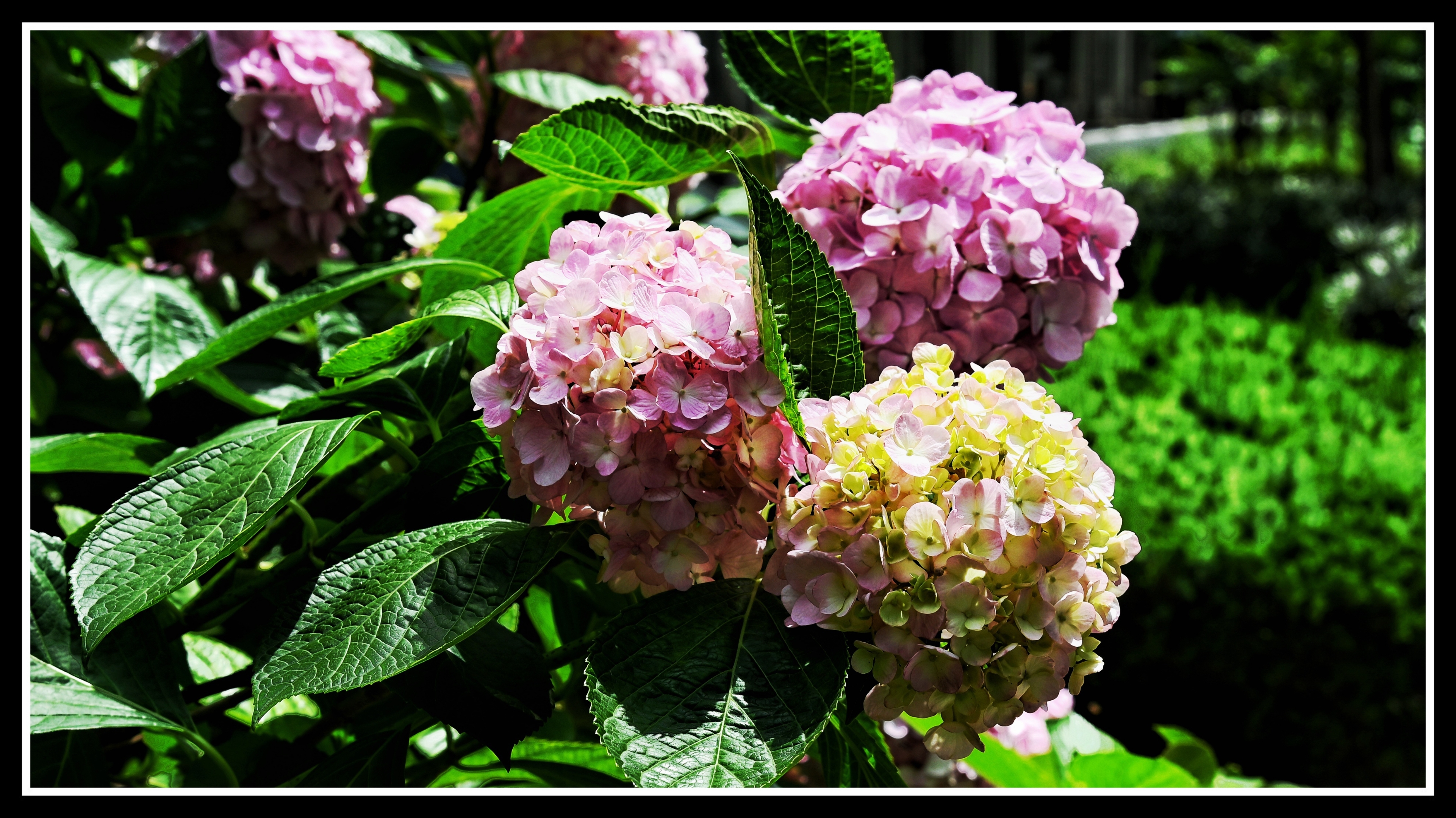 八仙绣球花《首发》