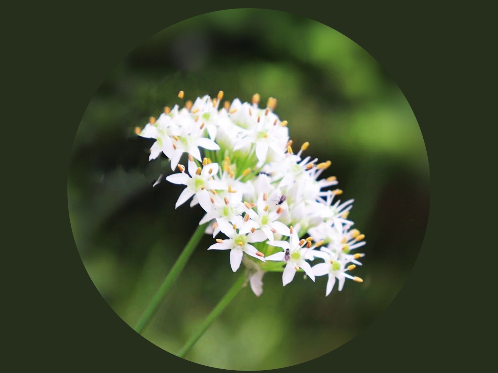 【首发】韭菜花