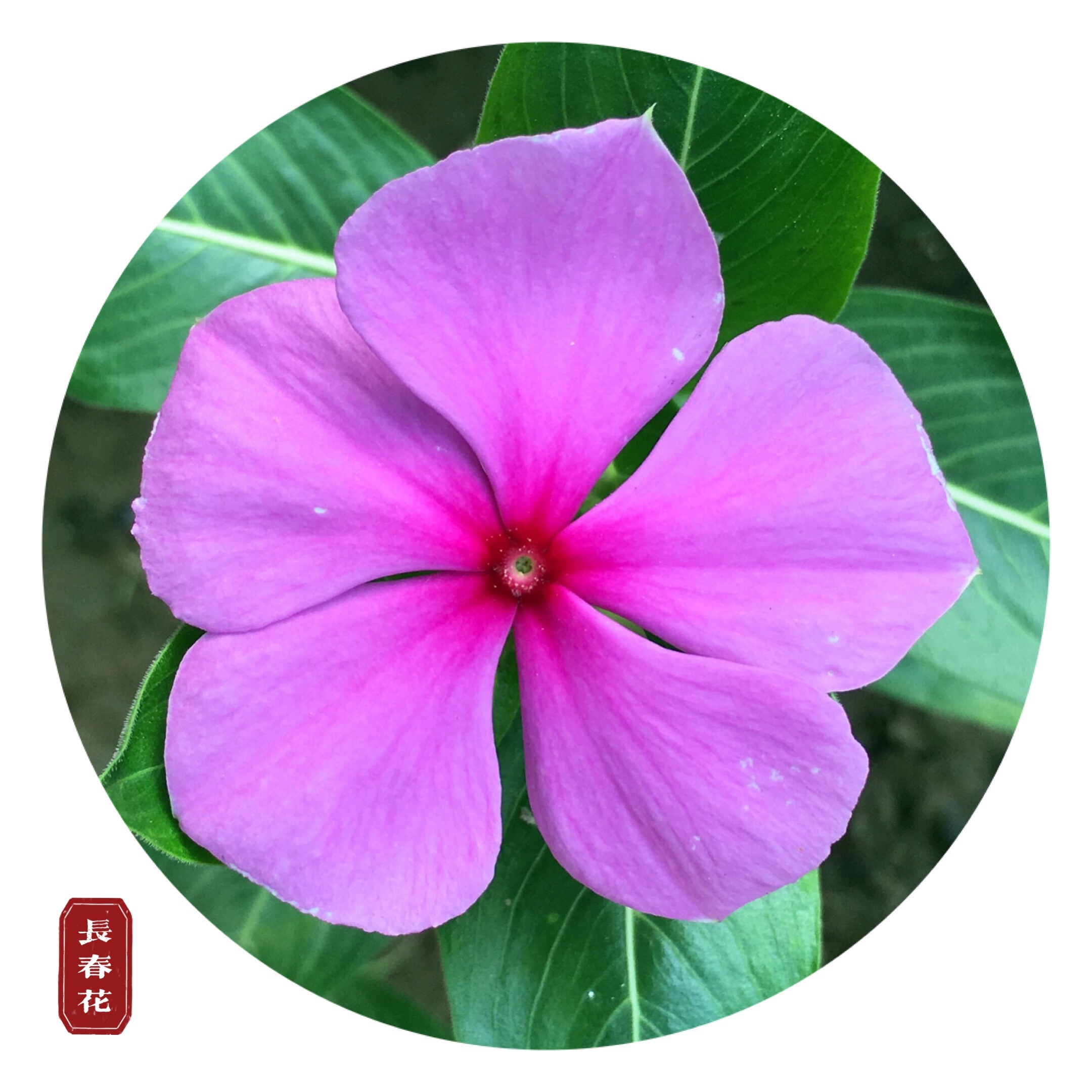 四时之花是什么花,_大山谷图库
