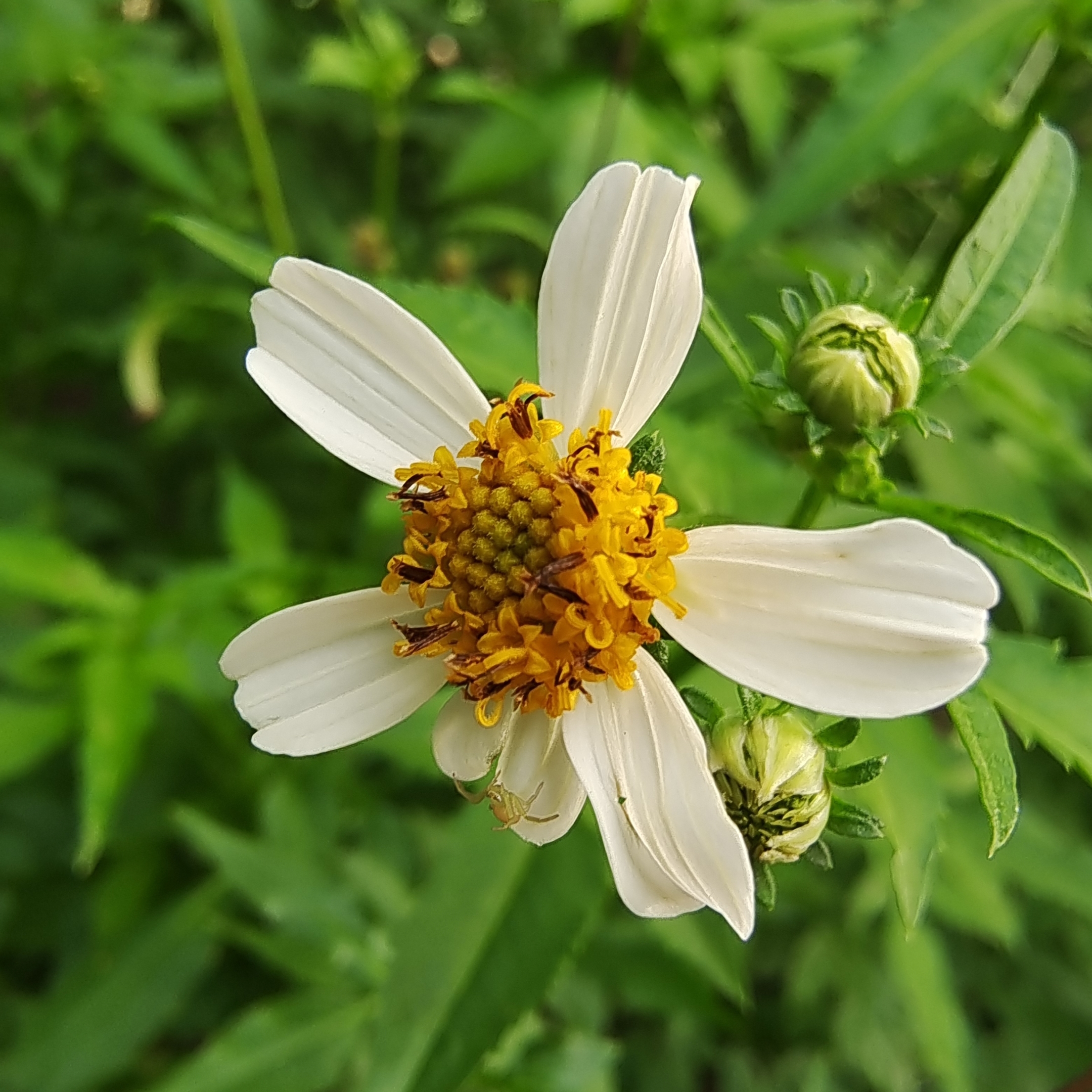 白花鬼针草