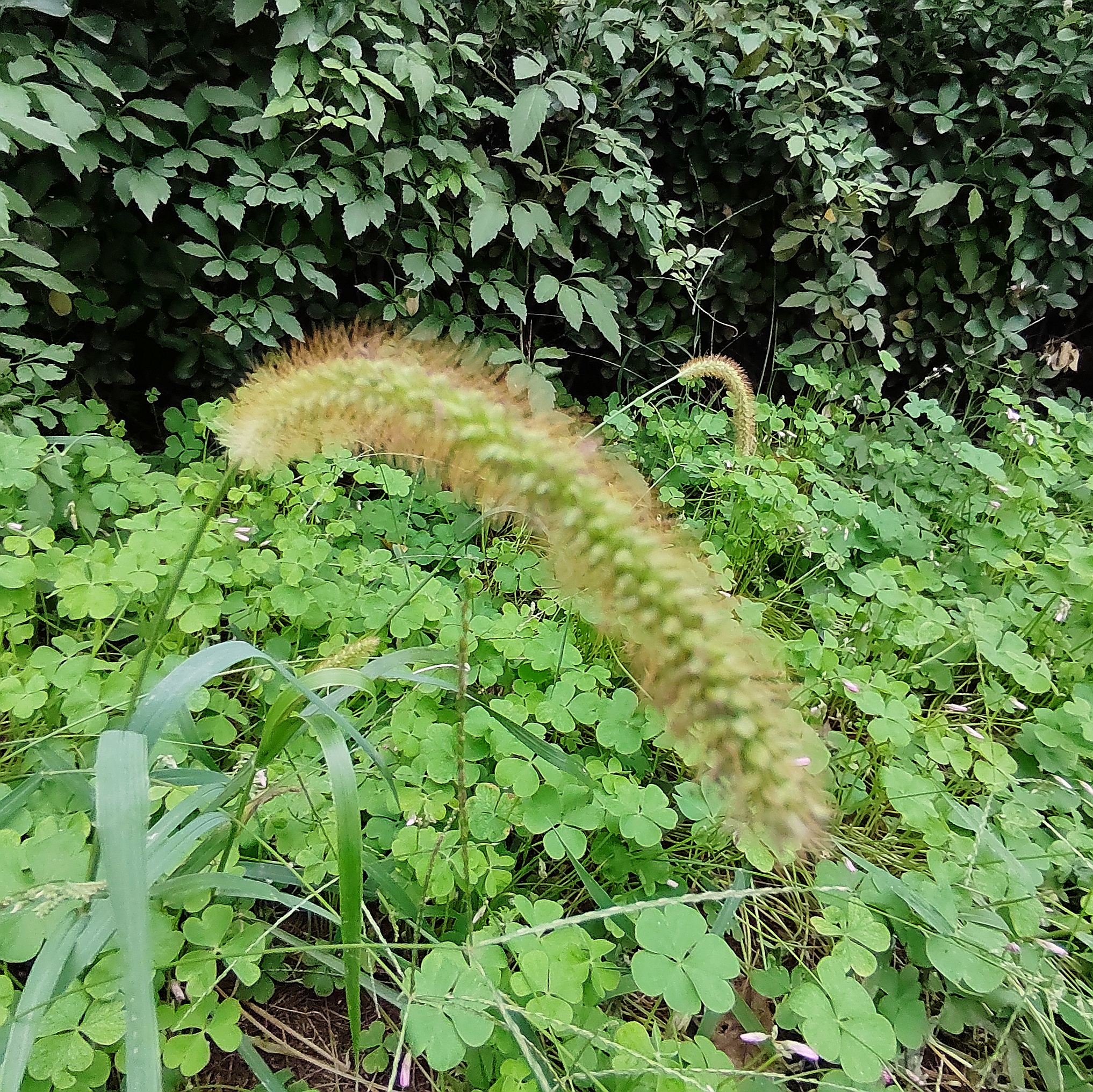 彎彎的狗尾草【原創】