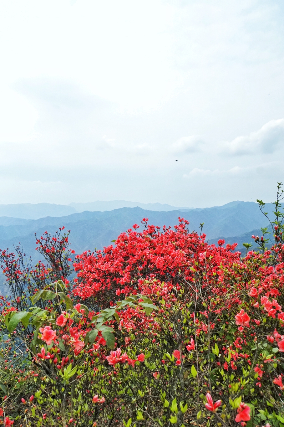 桂林靈川神嶺瀑布高山映山紅