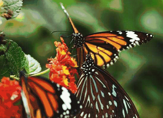 550_400gif 动态图 动图