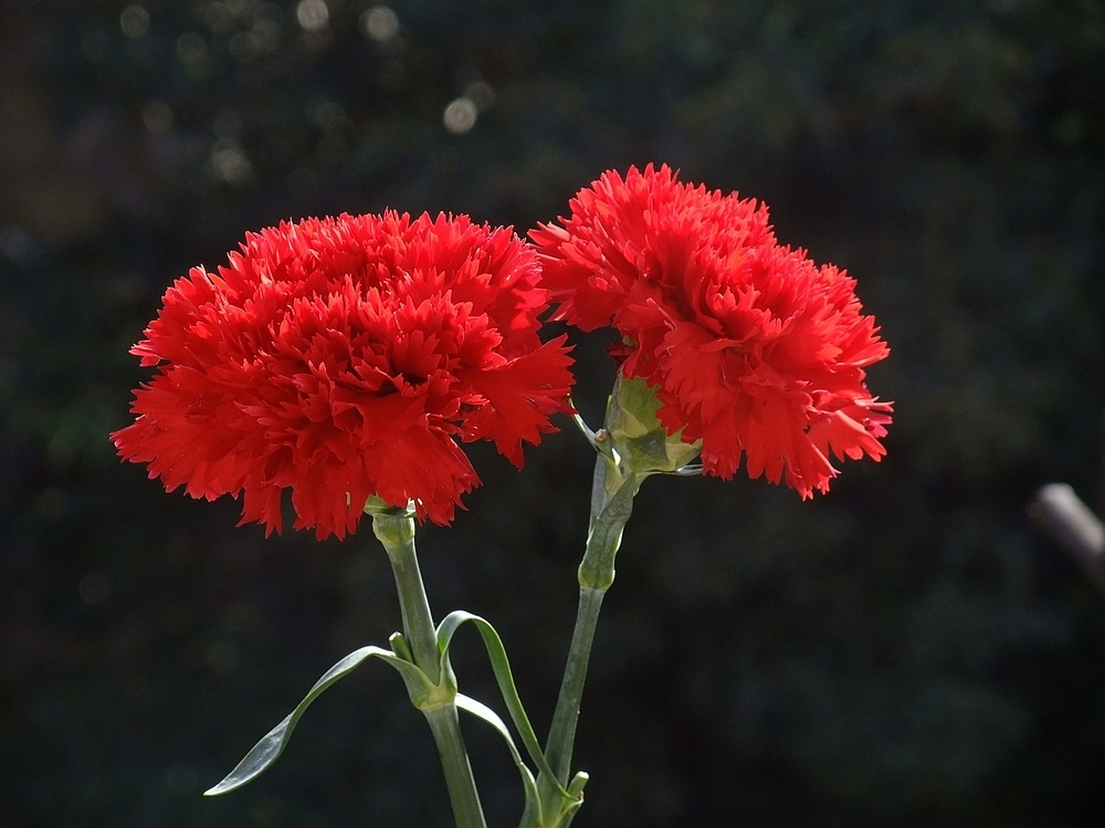 【夜听】我有一个很棒的妈妈