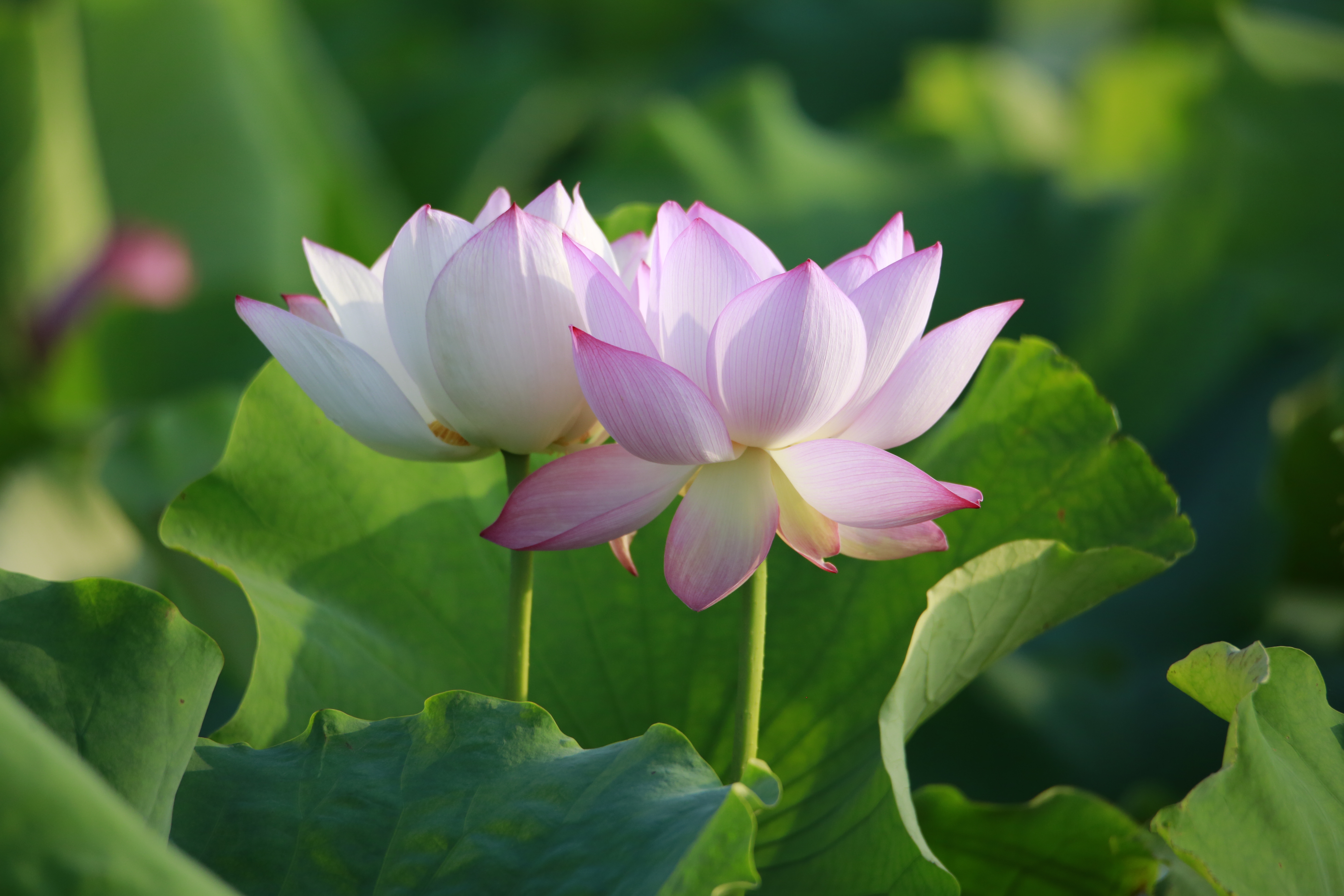 愿将一滴杨枝水洒作人间并蒂莲