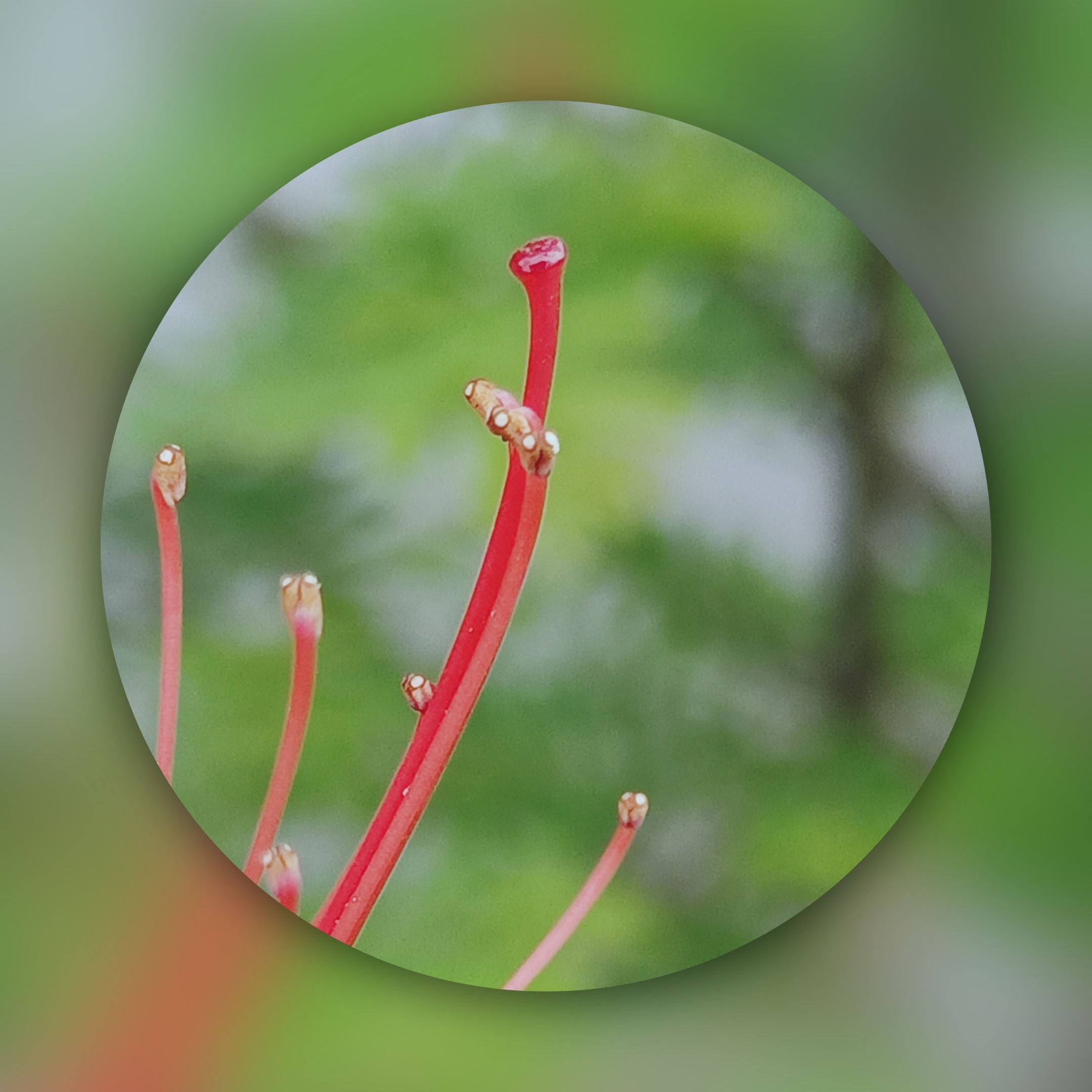 杜鹃花雌蕊比雄蕊体型大,占据花朵的中心位置,雌蕊在花朵中数量比雄蕊