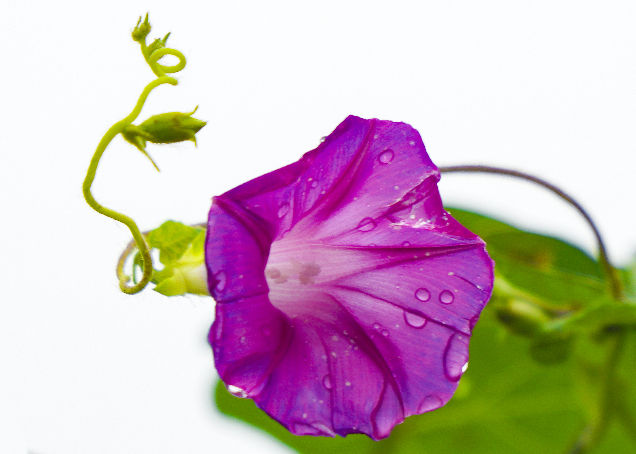 雨中牵牛花