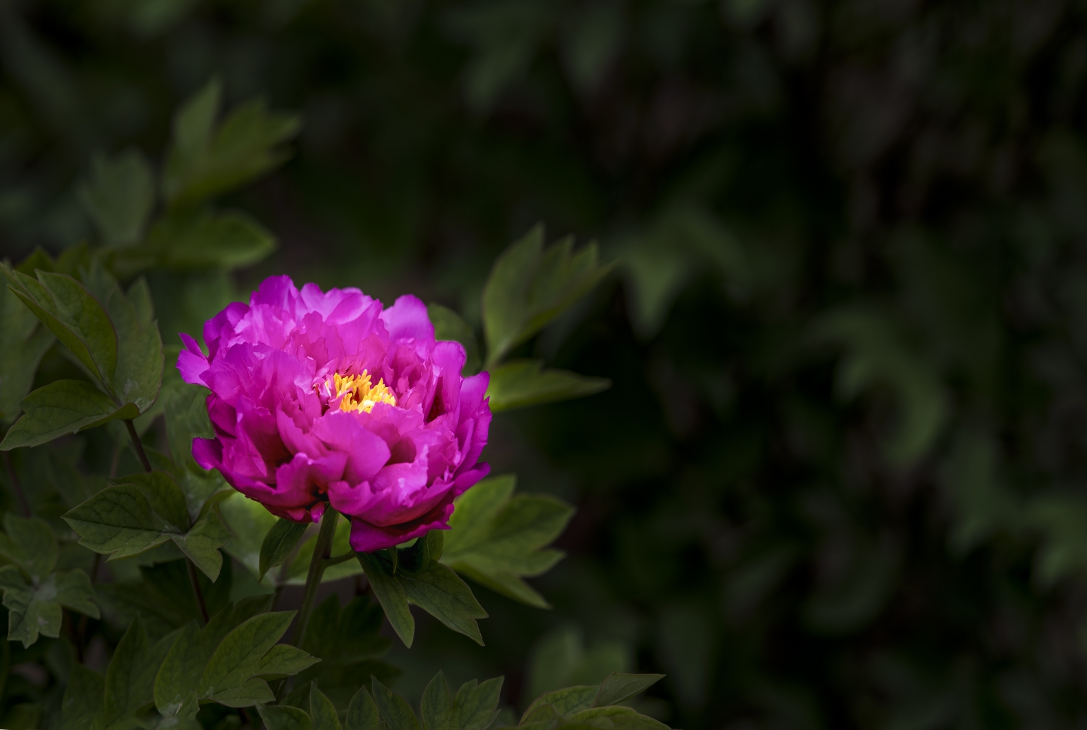 芍药花我心中的花仙
