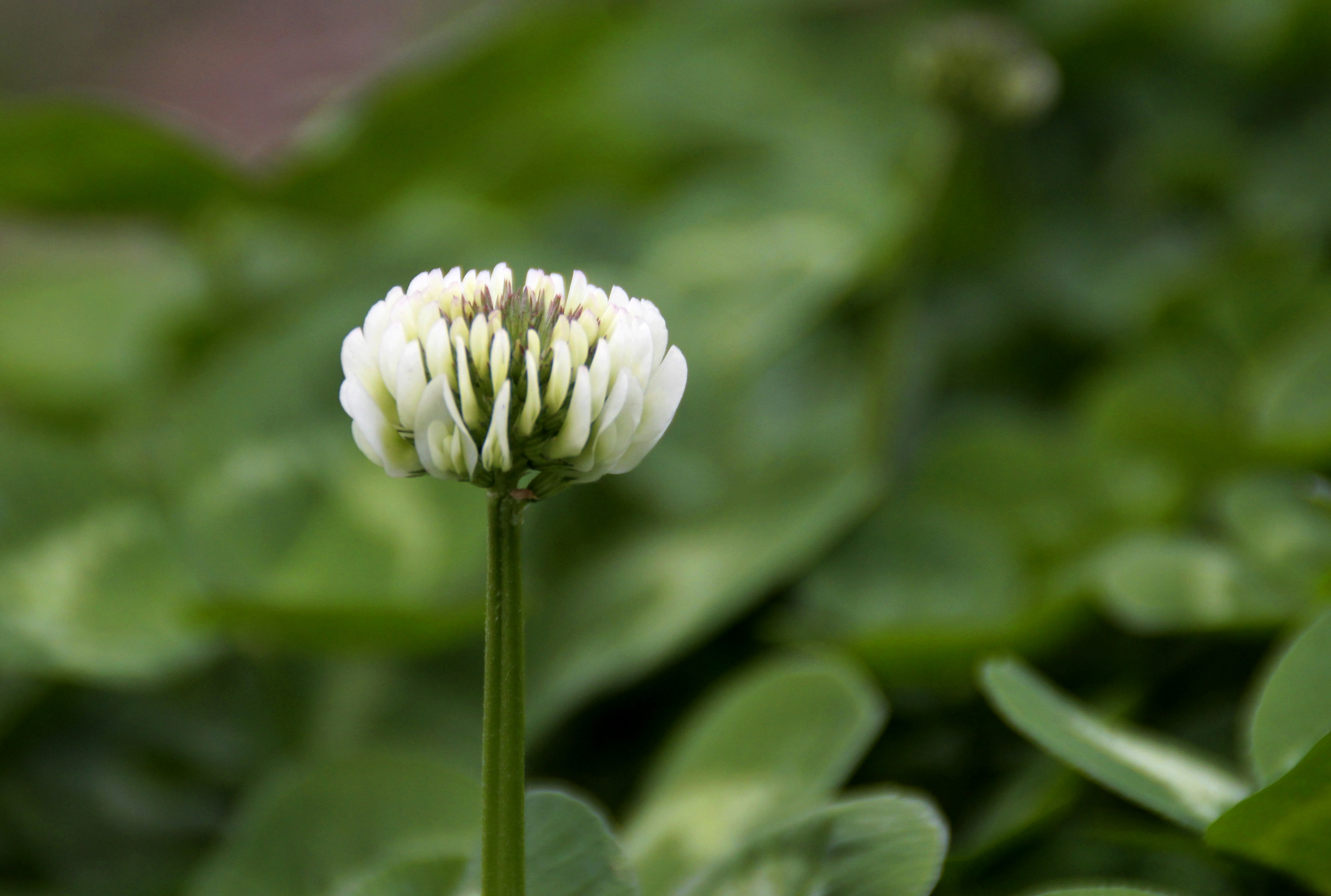 【首发】白花车轴草