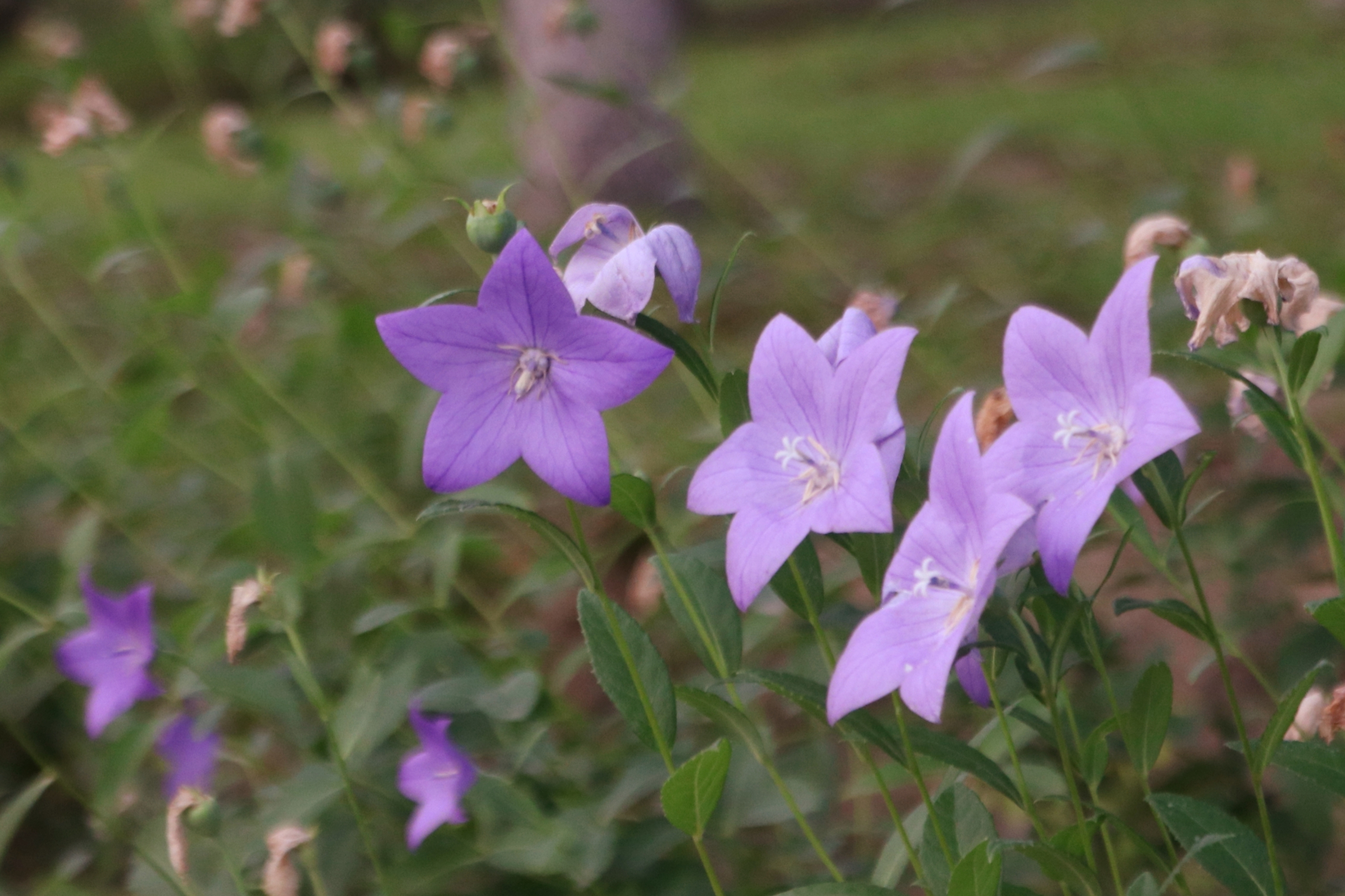 桔梗花『首发』
