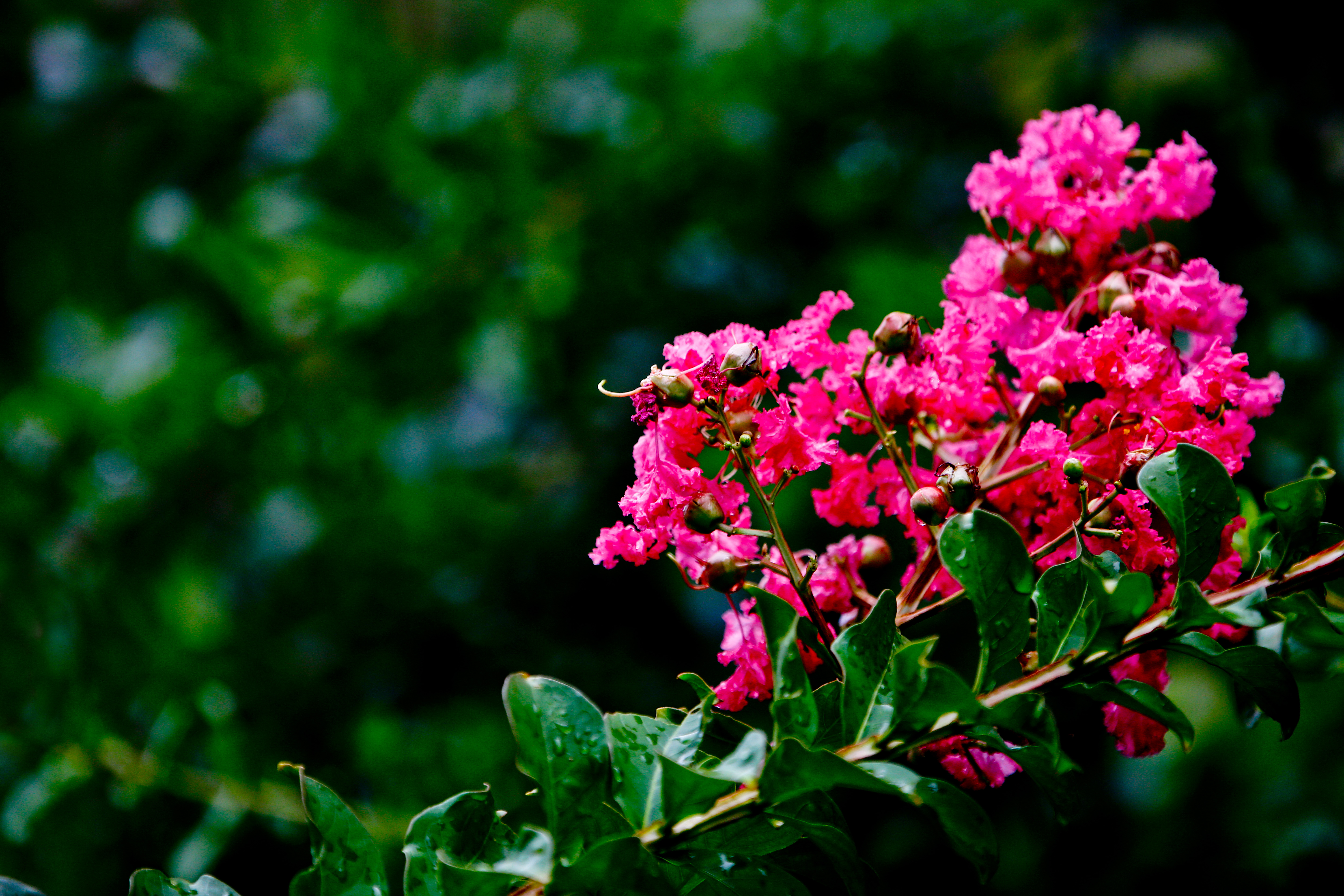 紫薇红一片,难挡回眸魅!