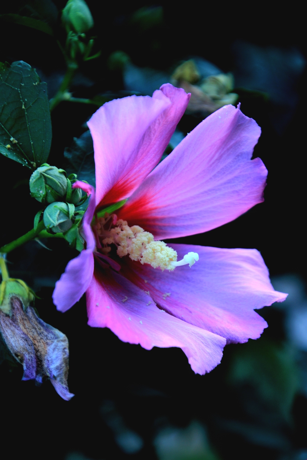 紫色木槿花原文图片