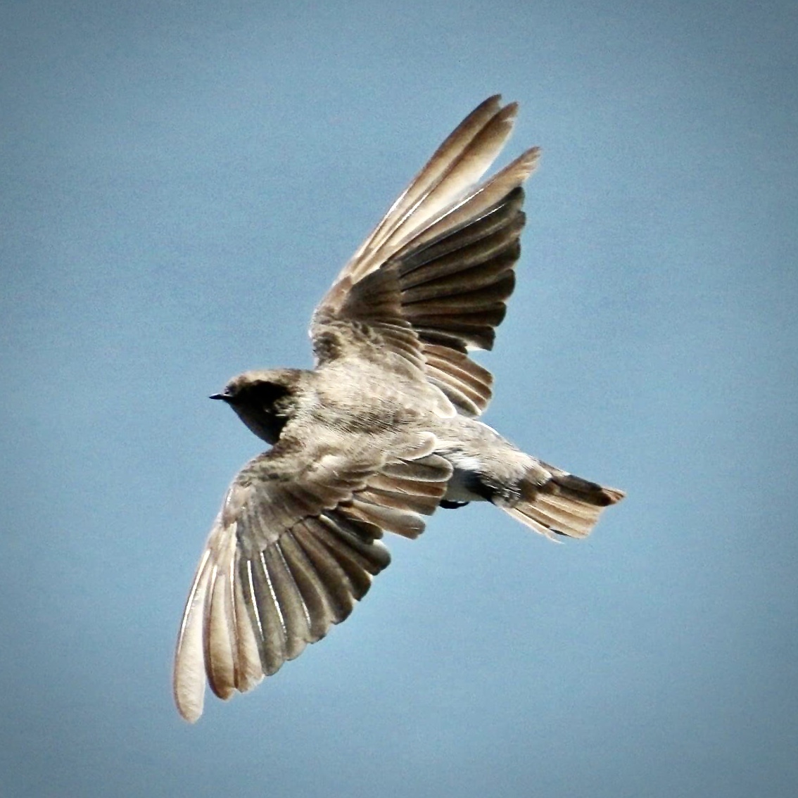 棕沙燕由於体积比家燕还小 飞行的 速度远比家燕