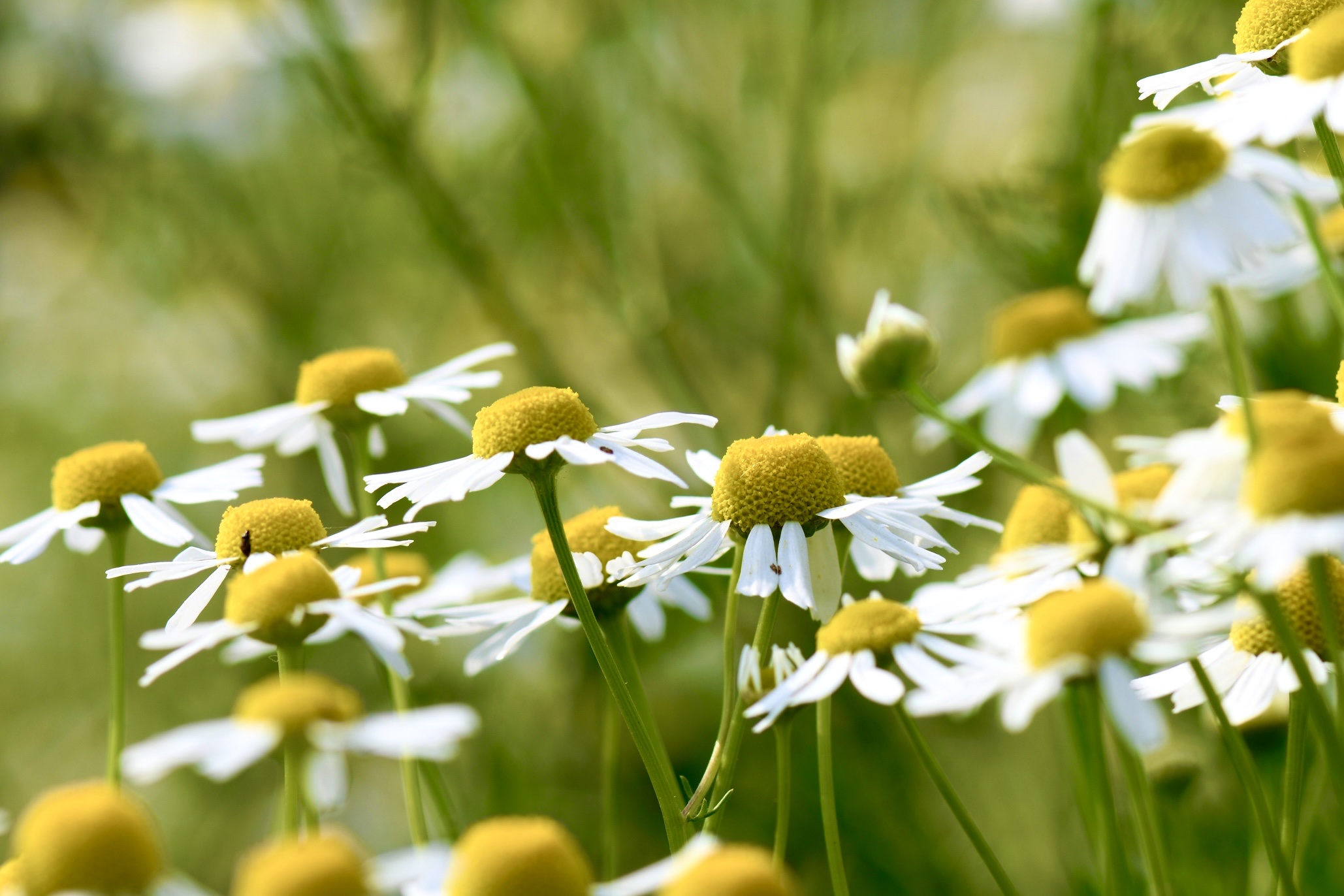 母菊(母菊花)