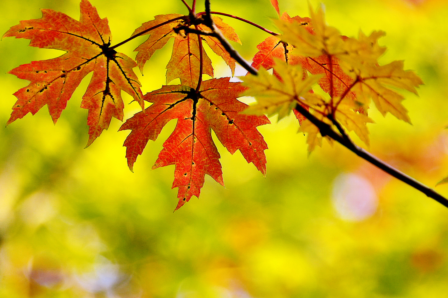 【首发】秋阳下的糖枫美轮美奂