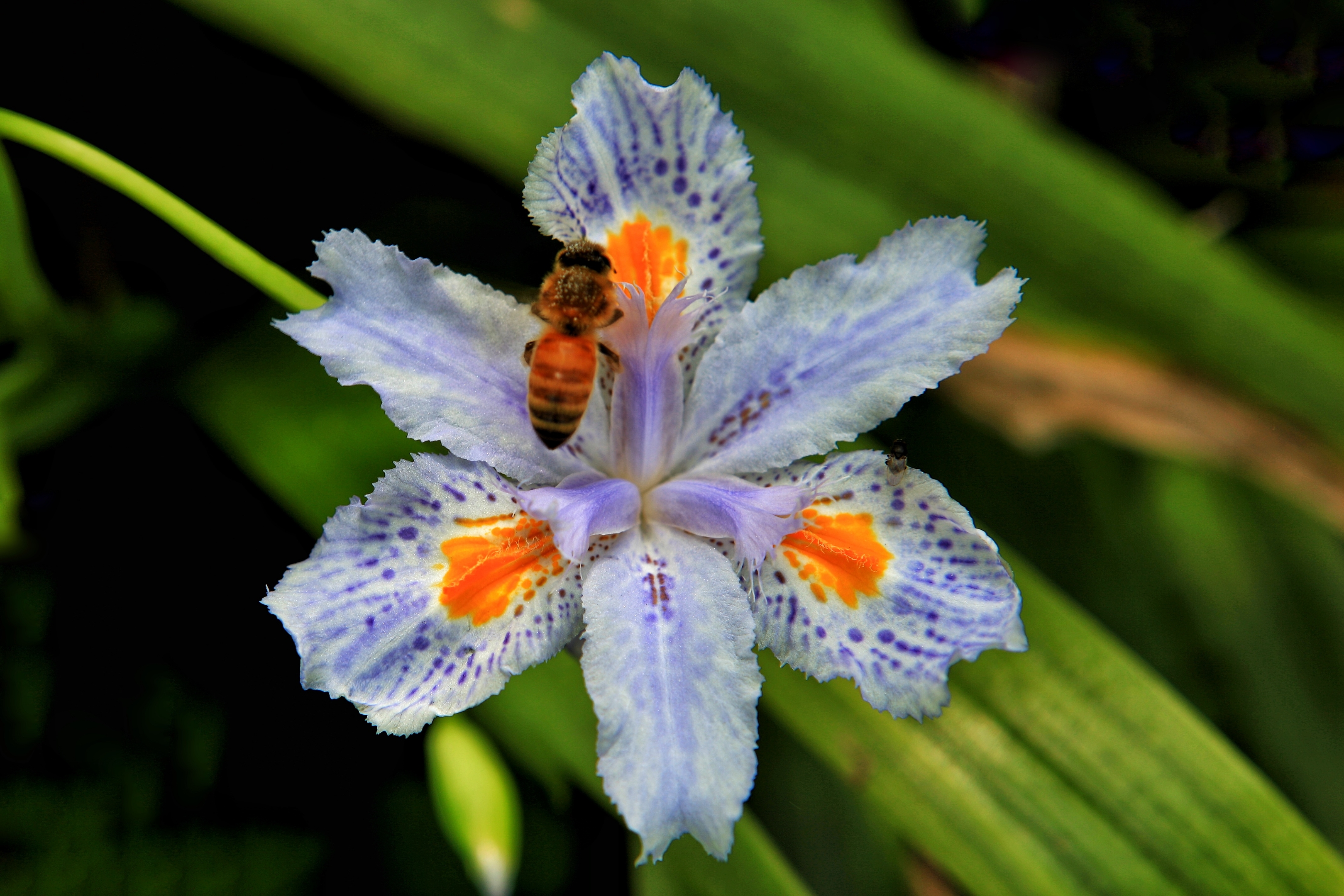 【首发】蝴蝶花