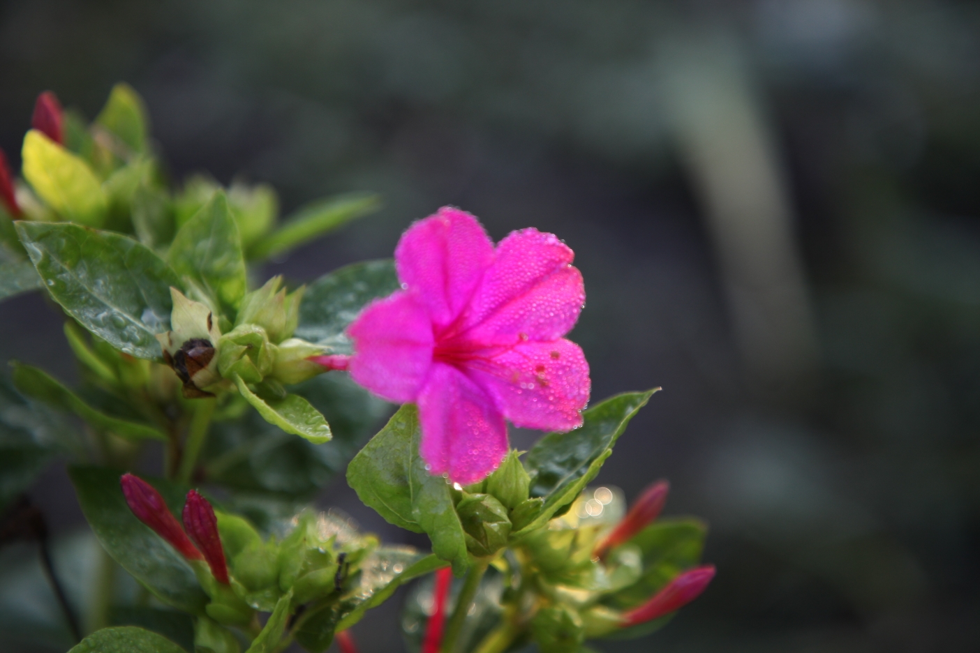 紫茉莉属于紫茉莉科,紫茉莉属;牵牛花是旋花科,牵牛属的植物.