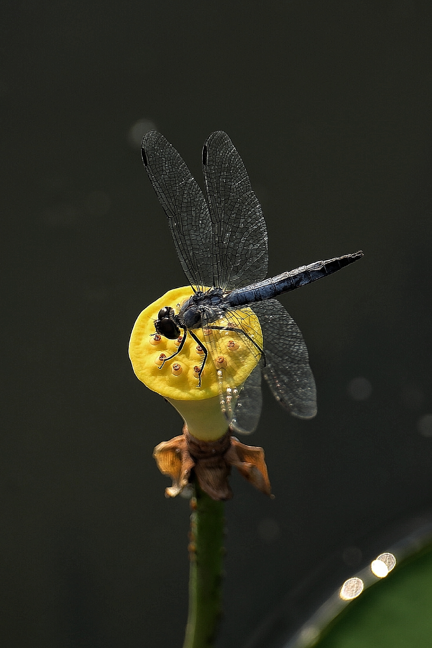 莲蓬上的蜻蜓《首发》