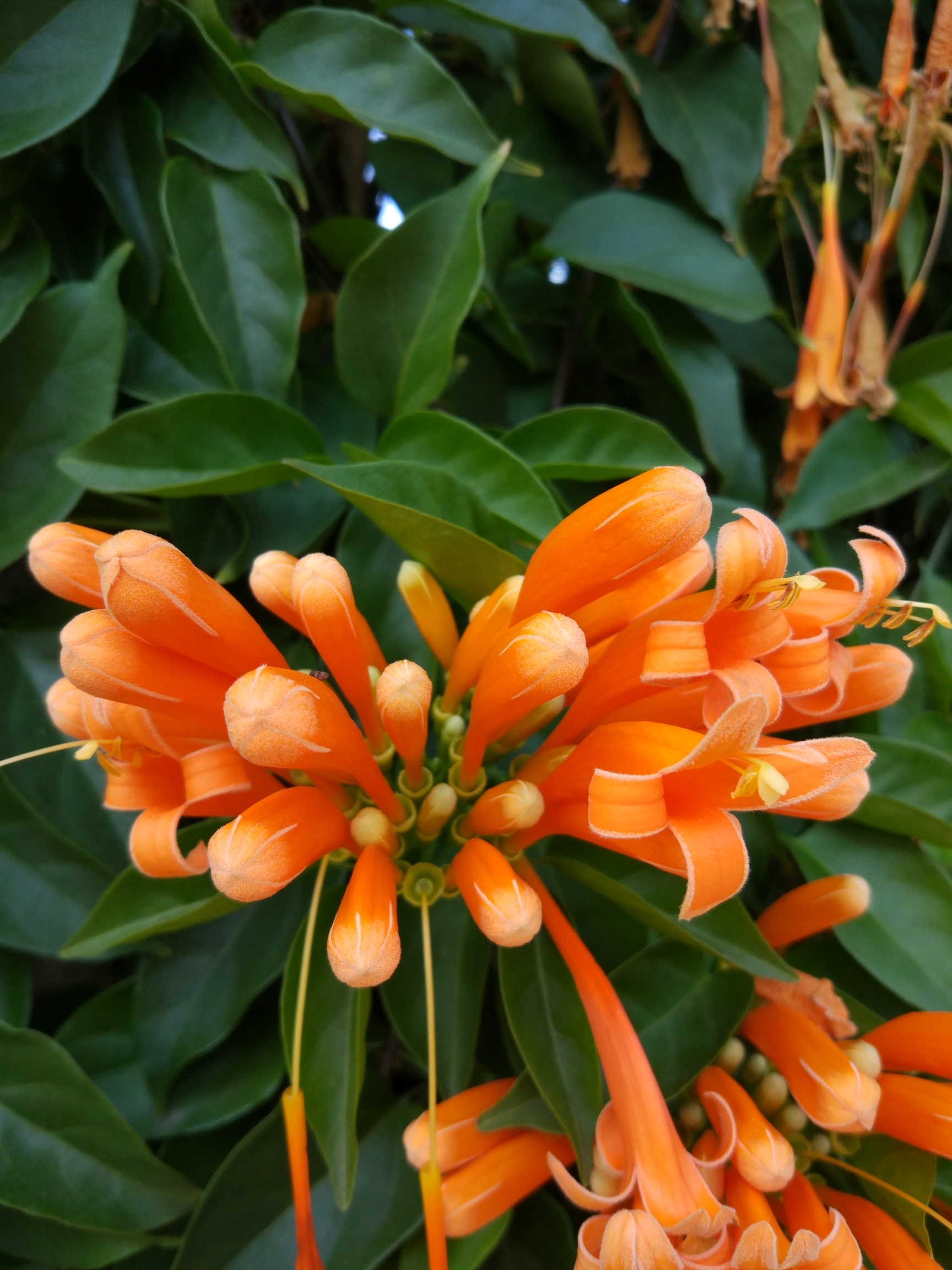 【首发】炮仗花开缀蔓金